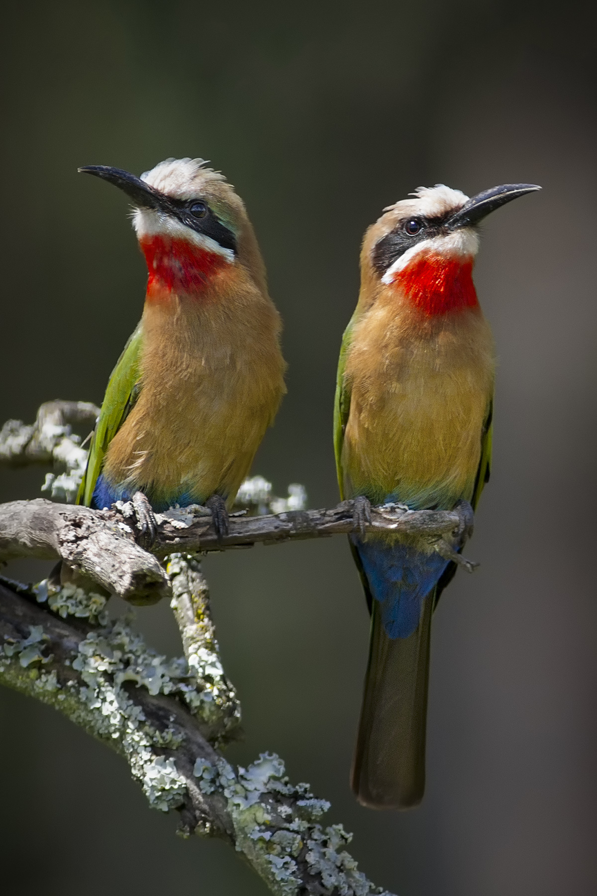 White-fronted Bee-eater