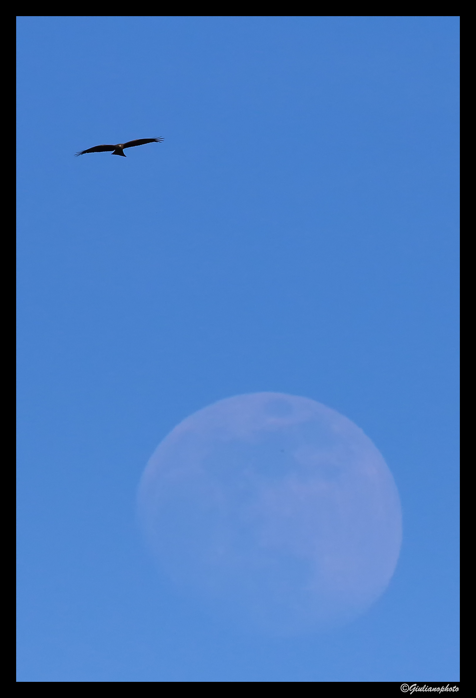 The Kite and the moon