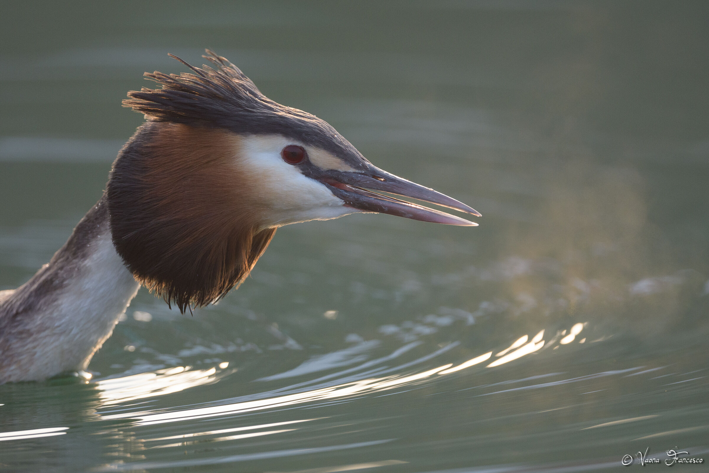 é ora di grida, danze e beghe!