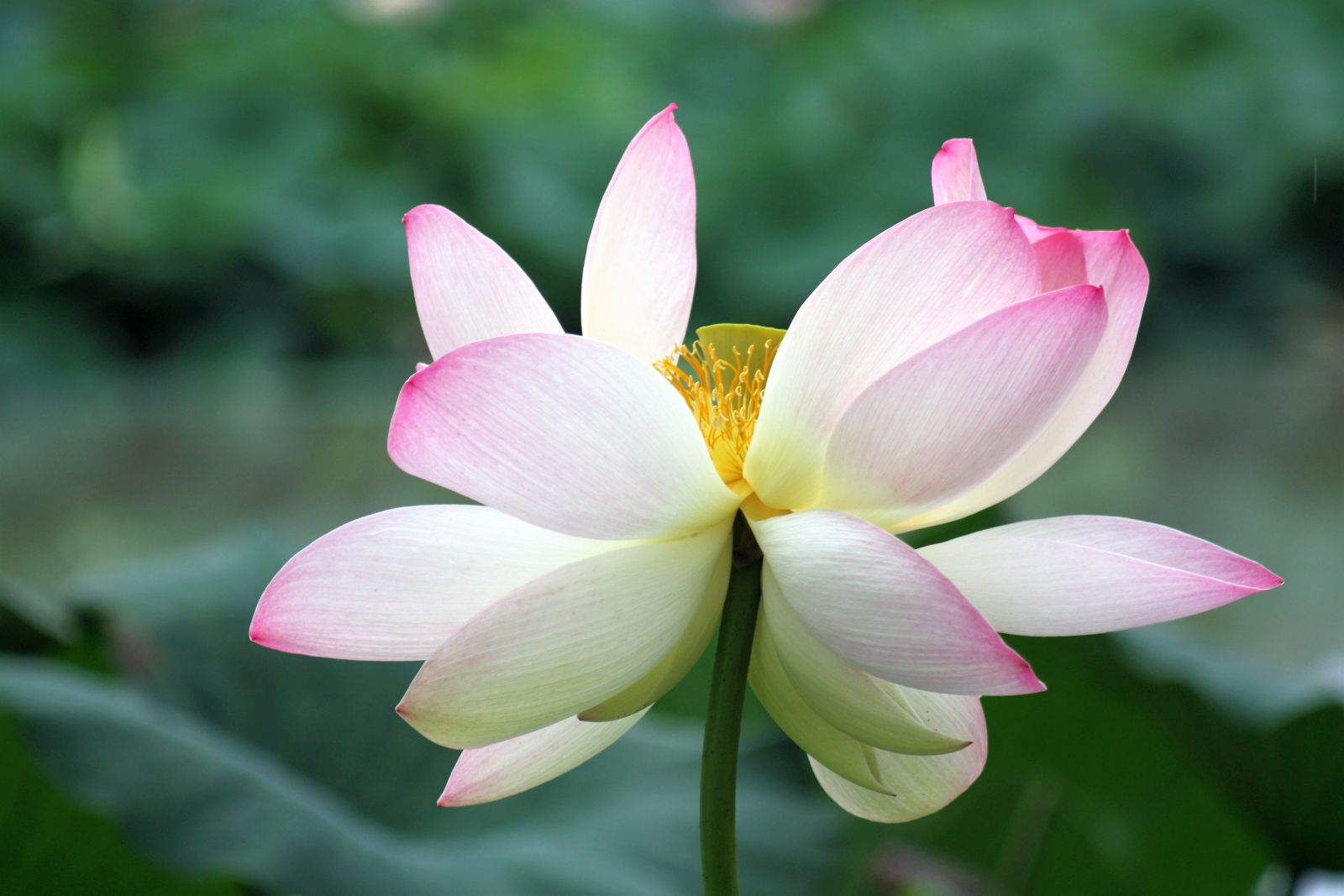 Lotus Flower