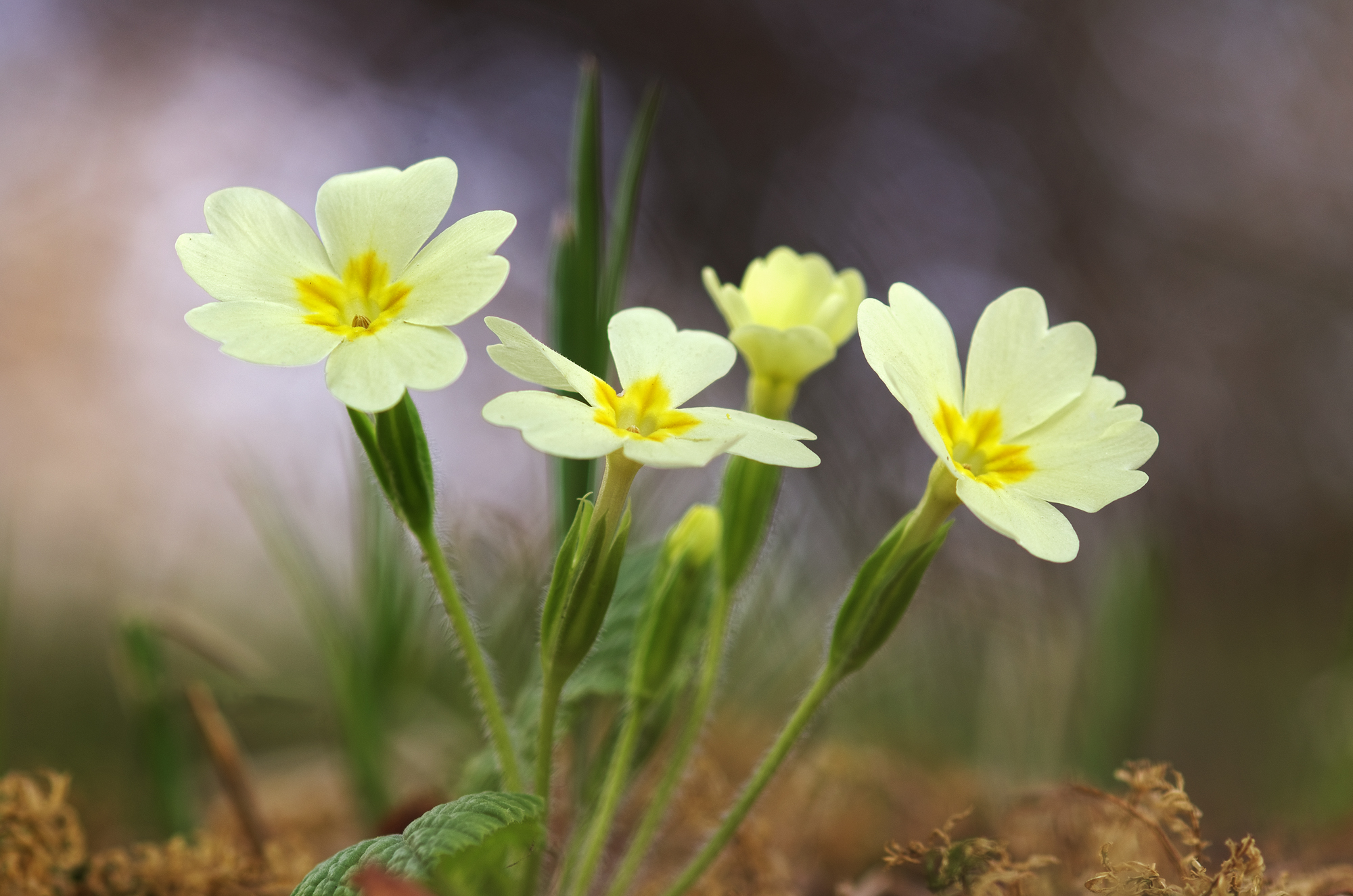 Primroses