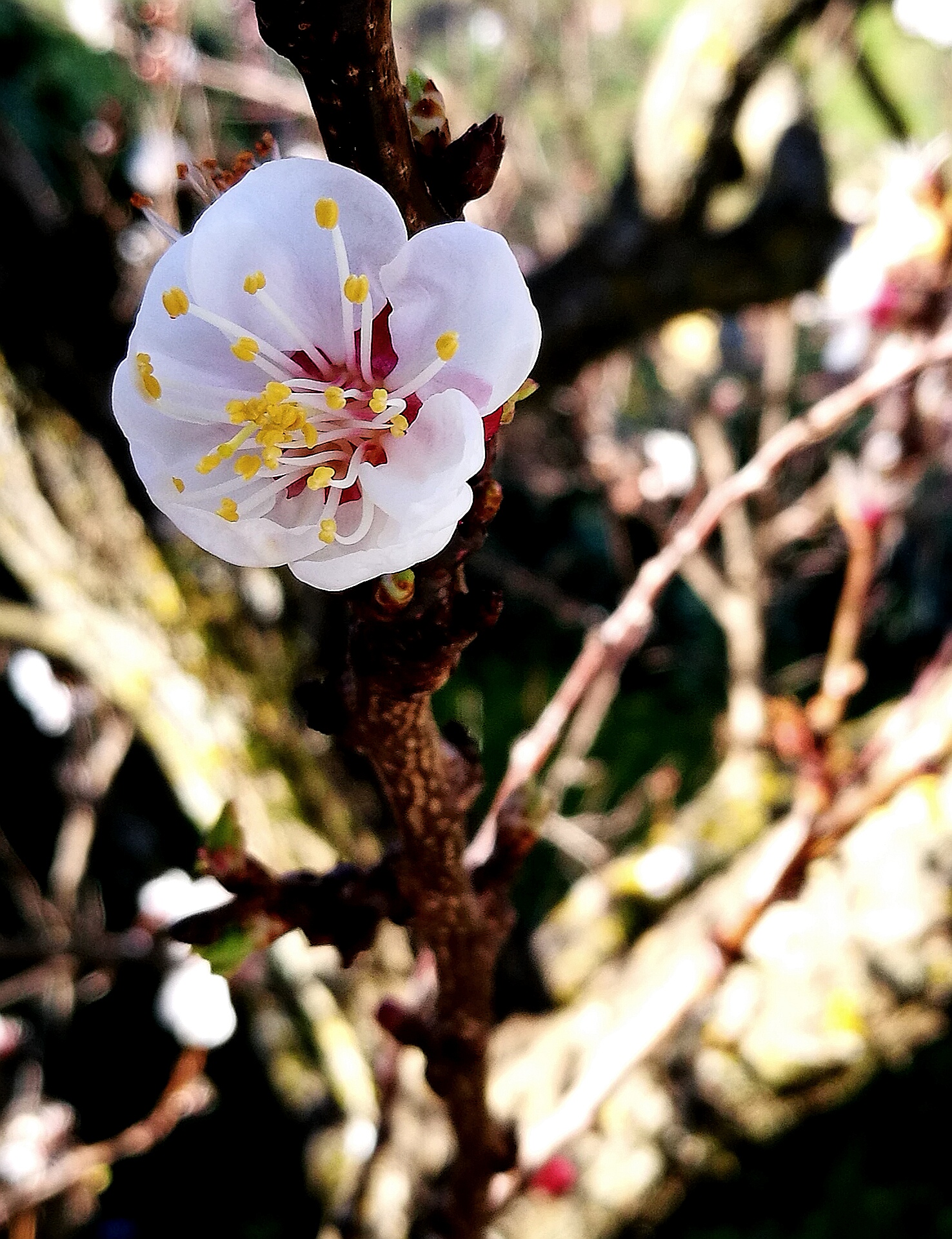 Fiore rosa fiore di... Albicocca