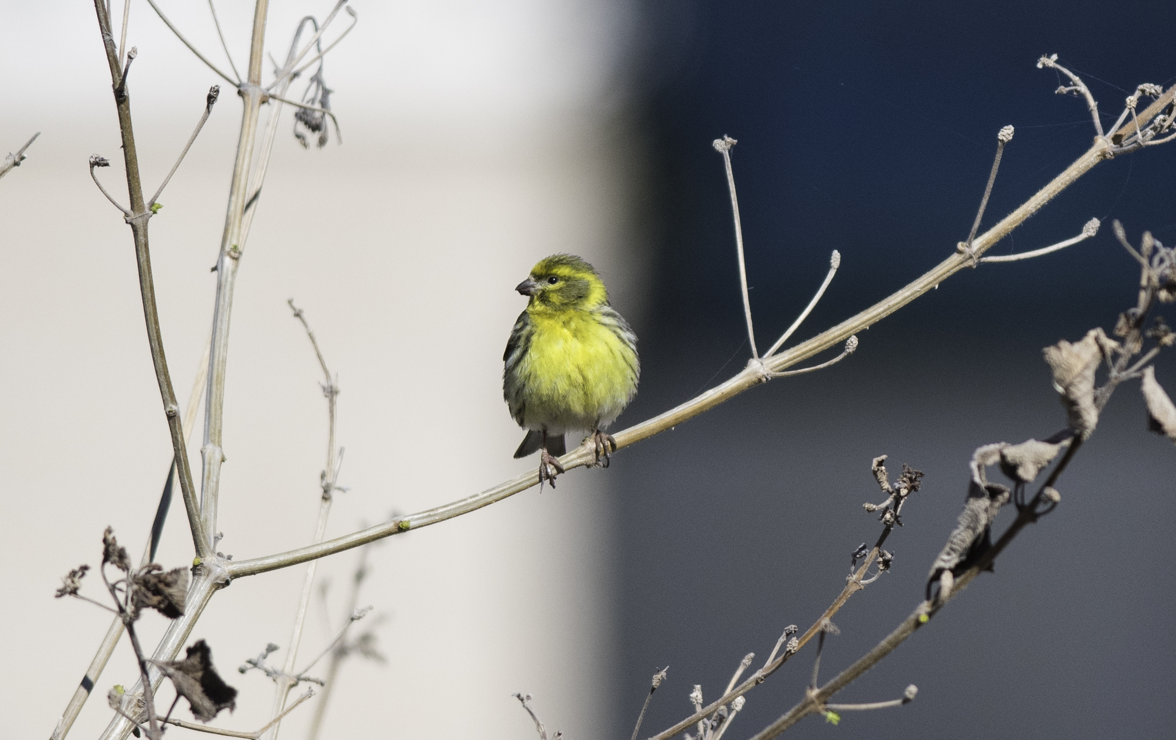 Canarino selvatico -Andalucia