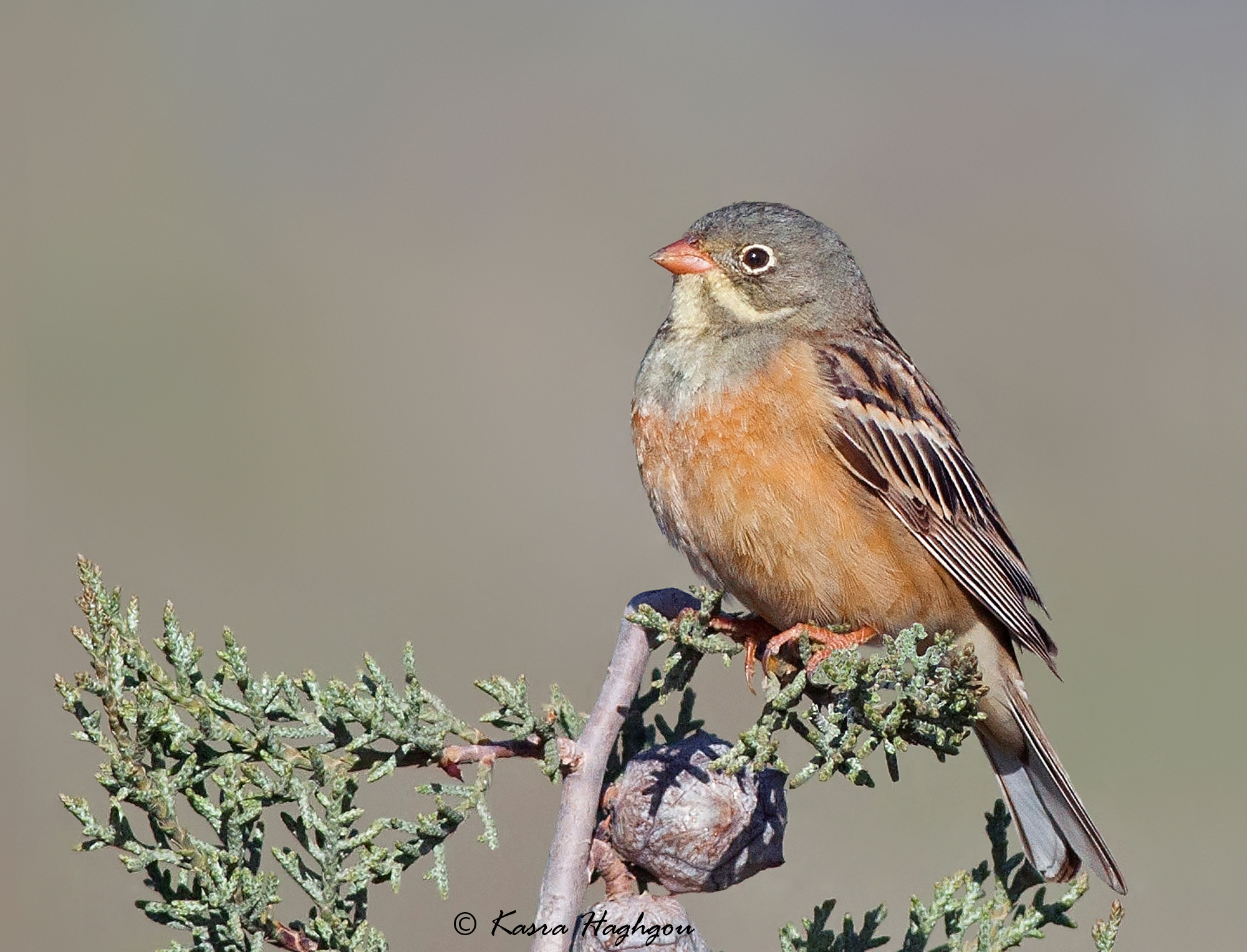 Ortolan bunting