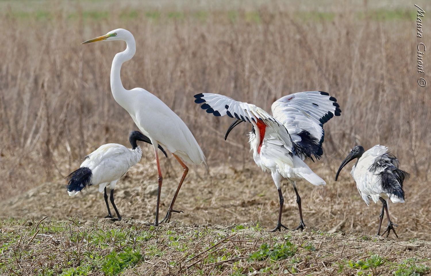 Airone Bianco Maggiore con Ibis Sacri