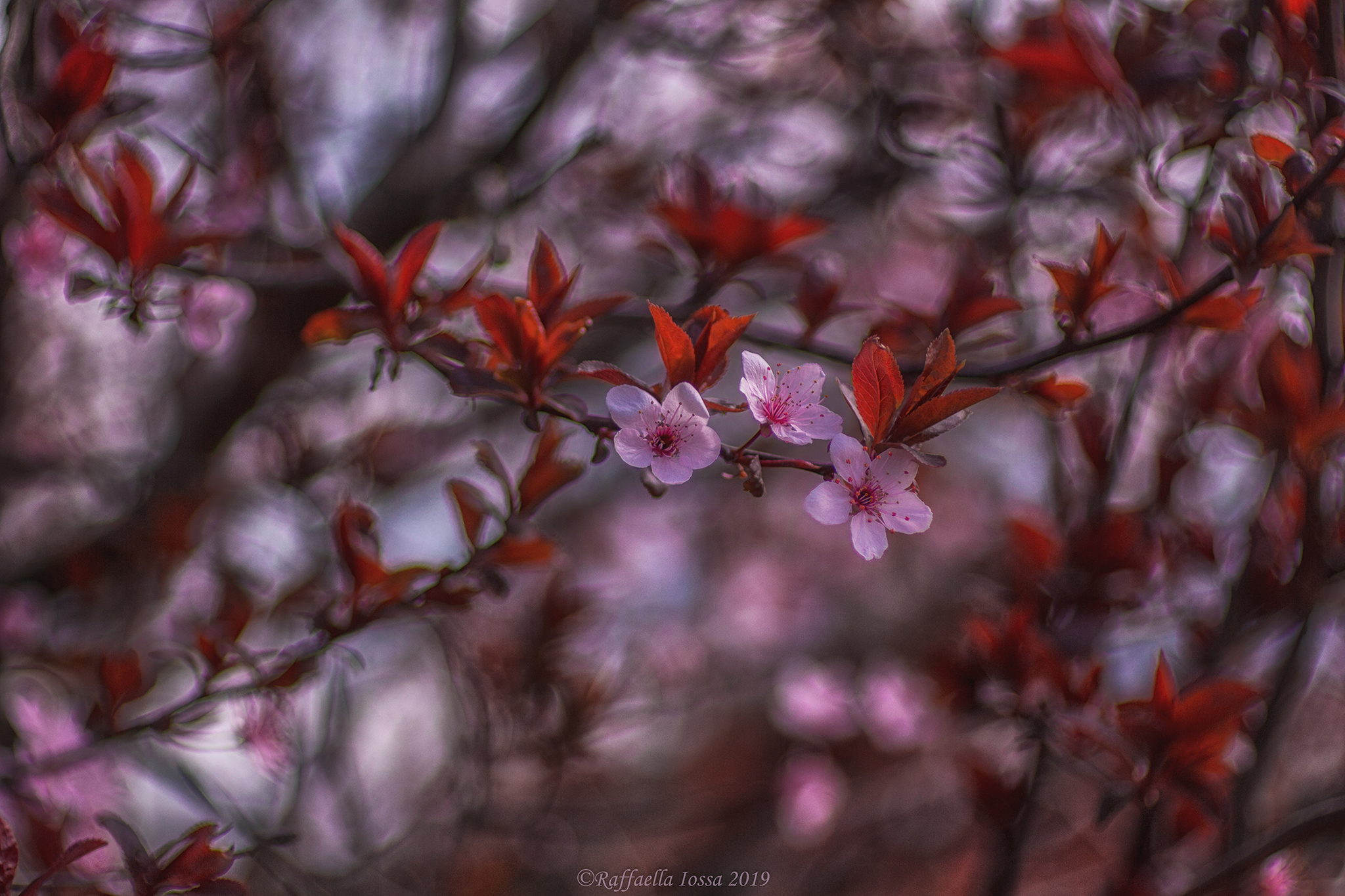 Auguri a tutti i papà ! ;)