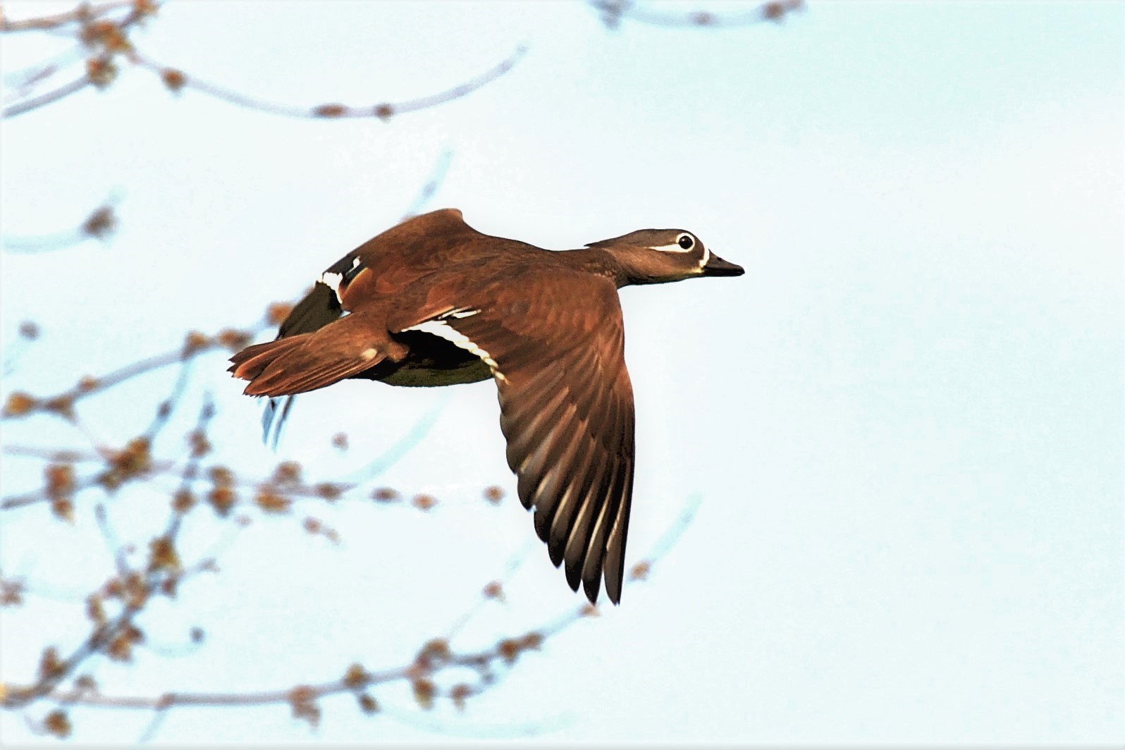 mandarina femmina in volo