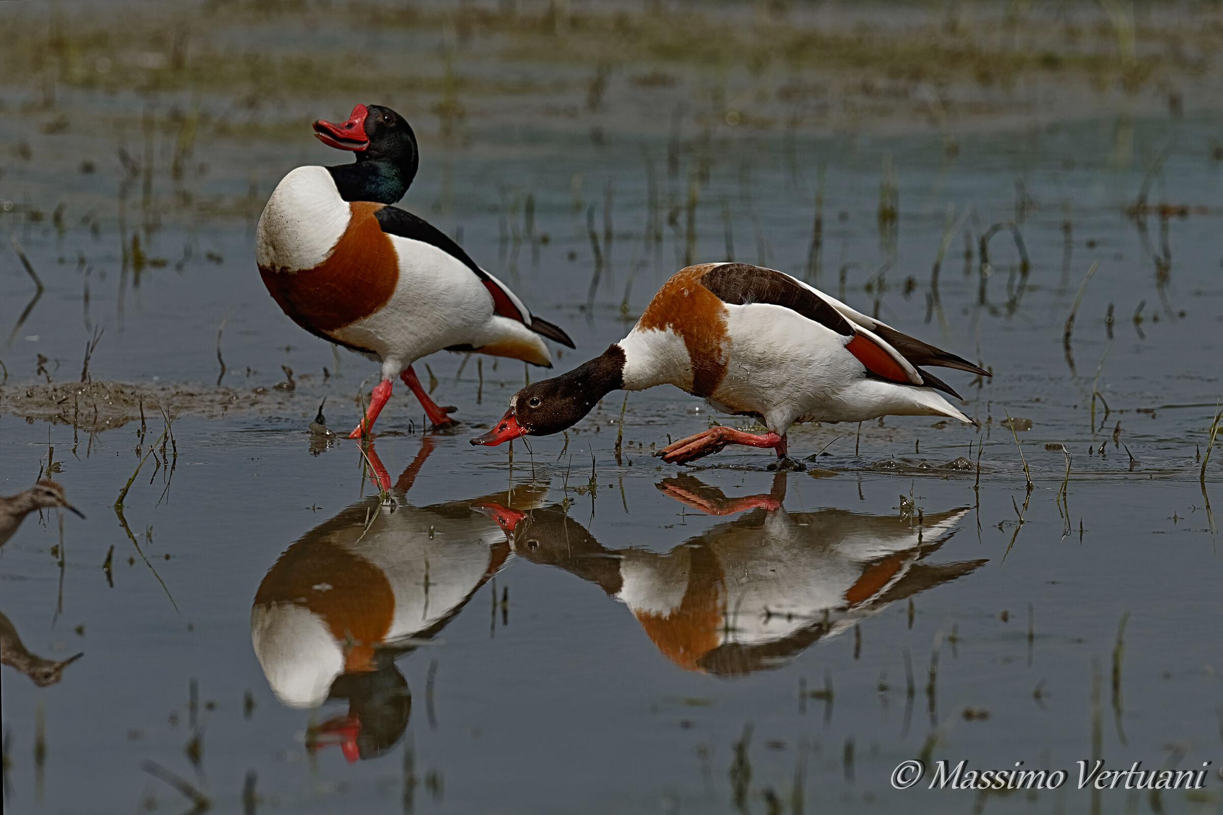 Parata di corteggiamento tra Volpoche