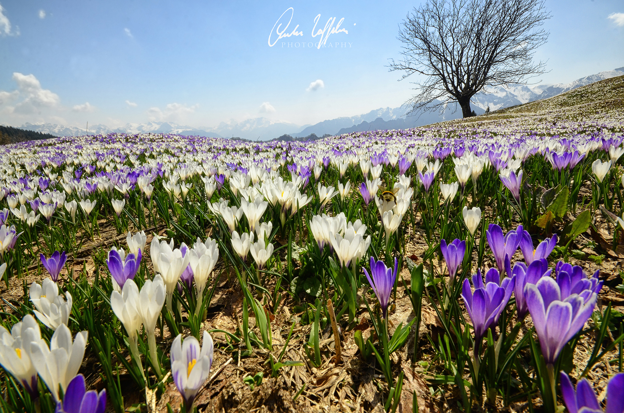 Esplosione di primavera