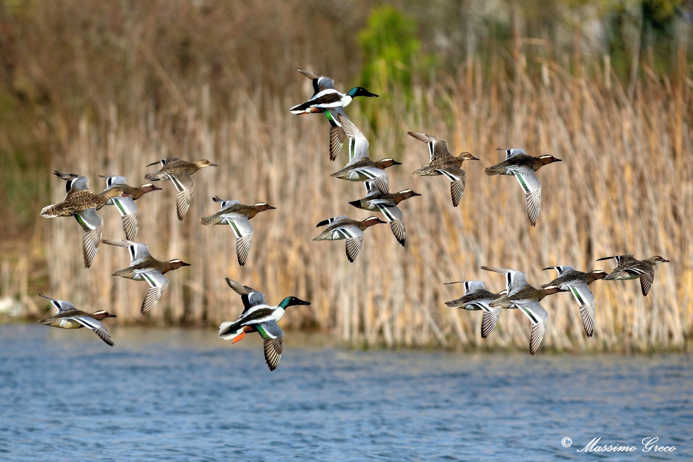 Marzaiole e Mestoloni in volo