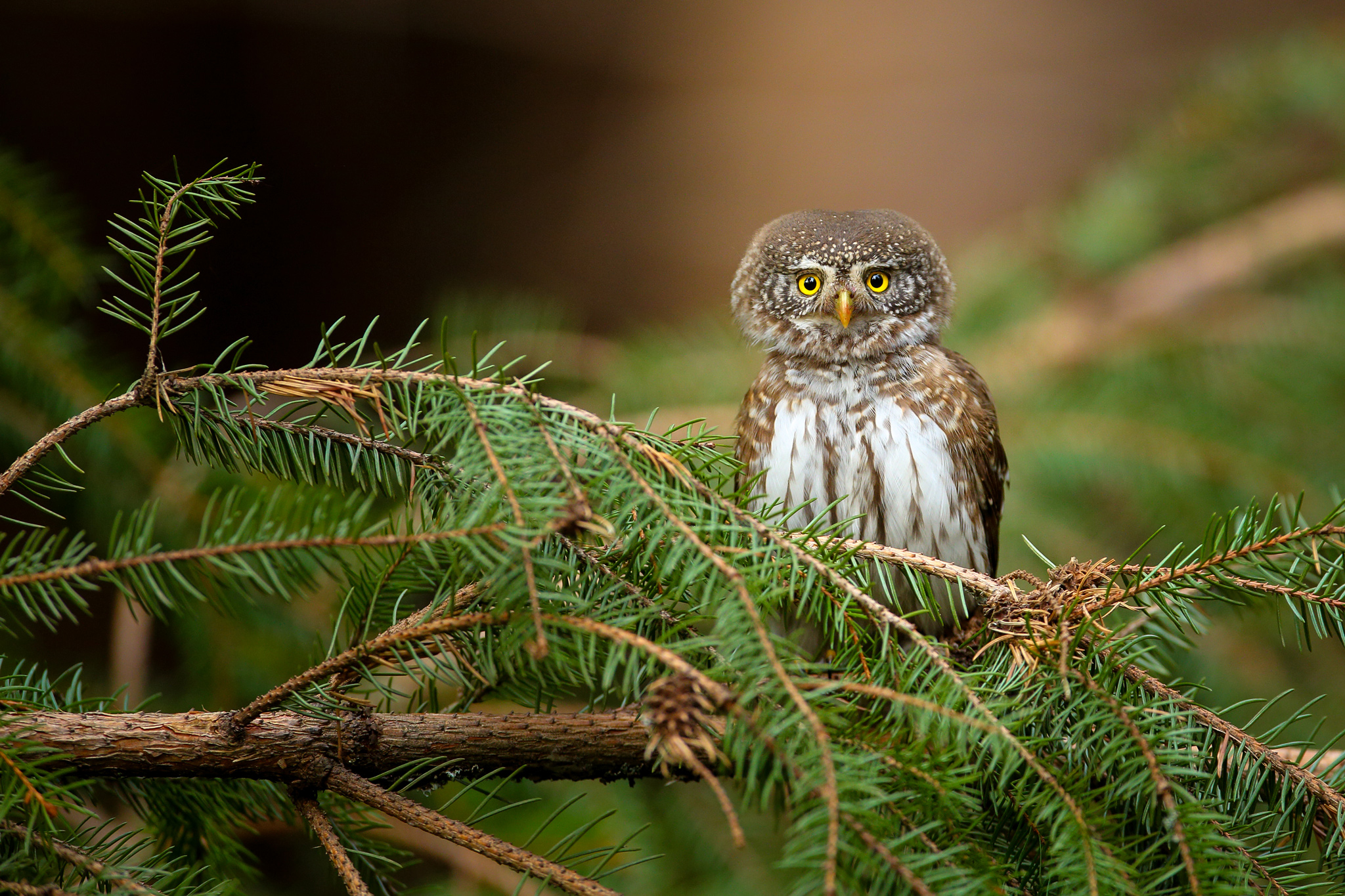 Pigmy owl