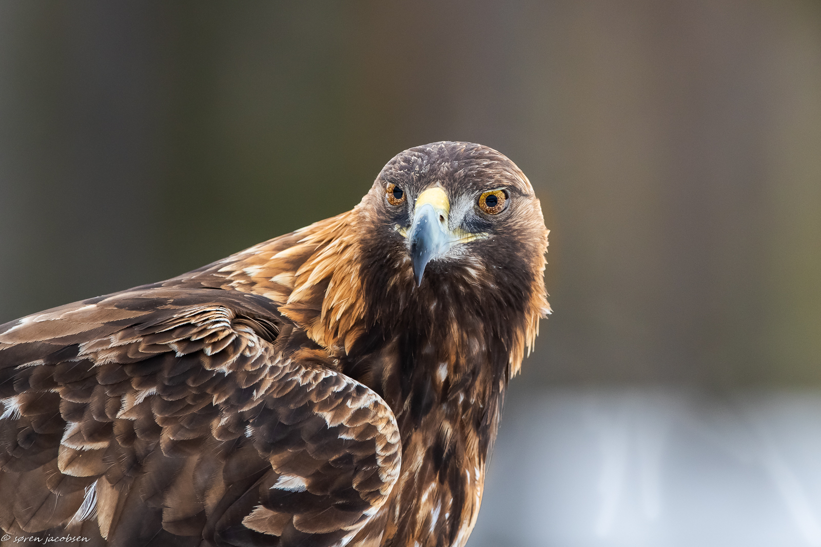 Aquila dorata! Un altro ritratto!