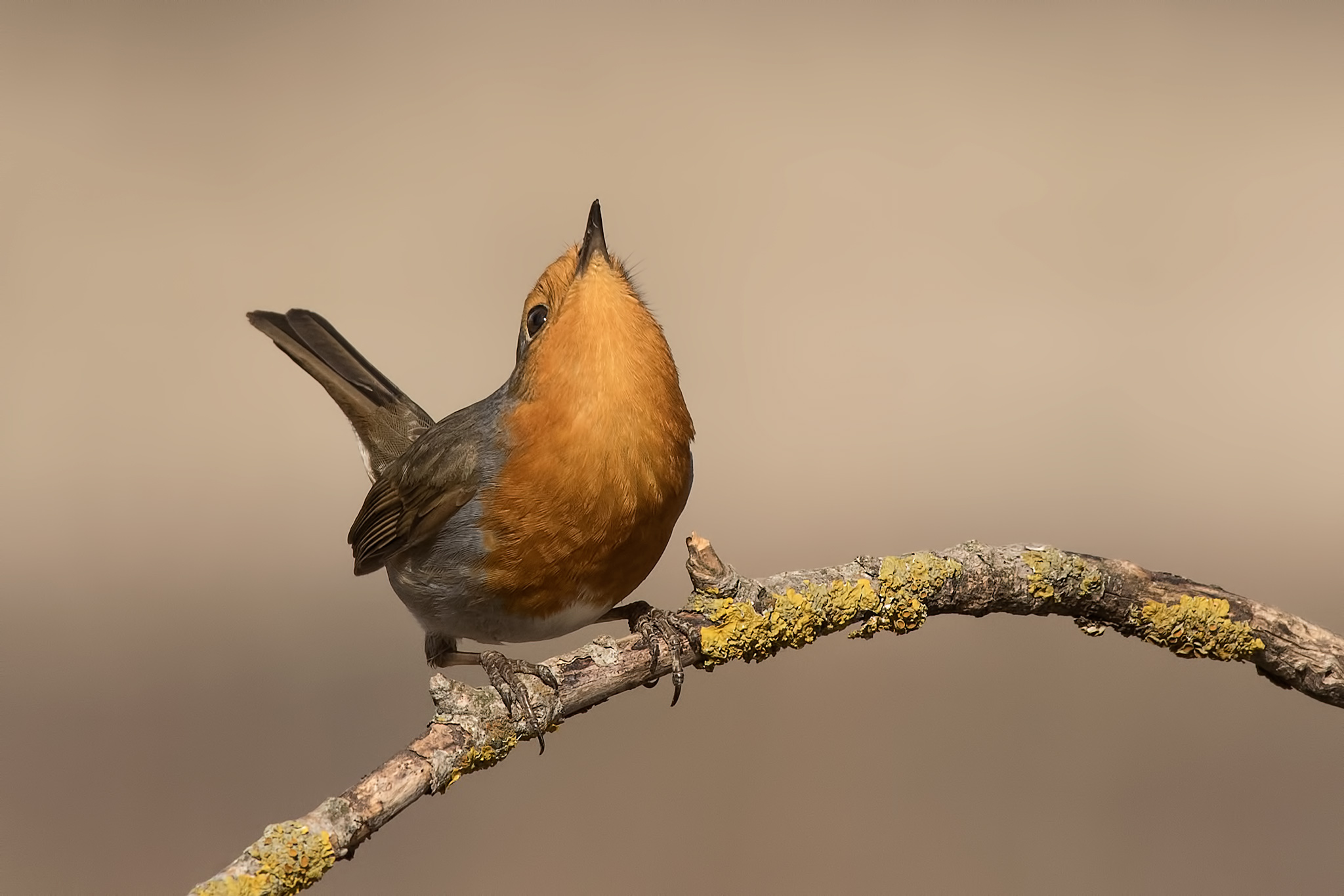Pettirosso...Impettito...