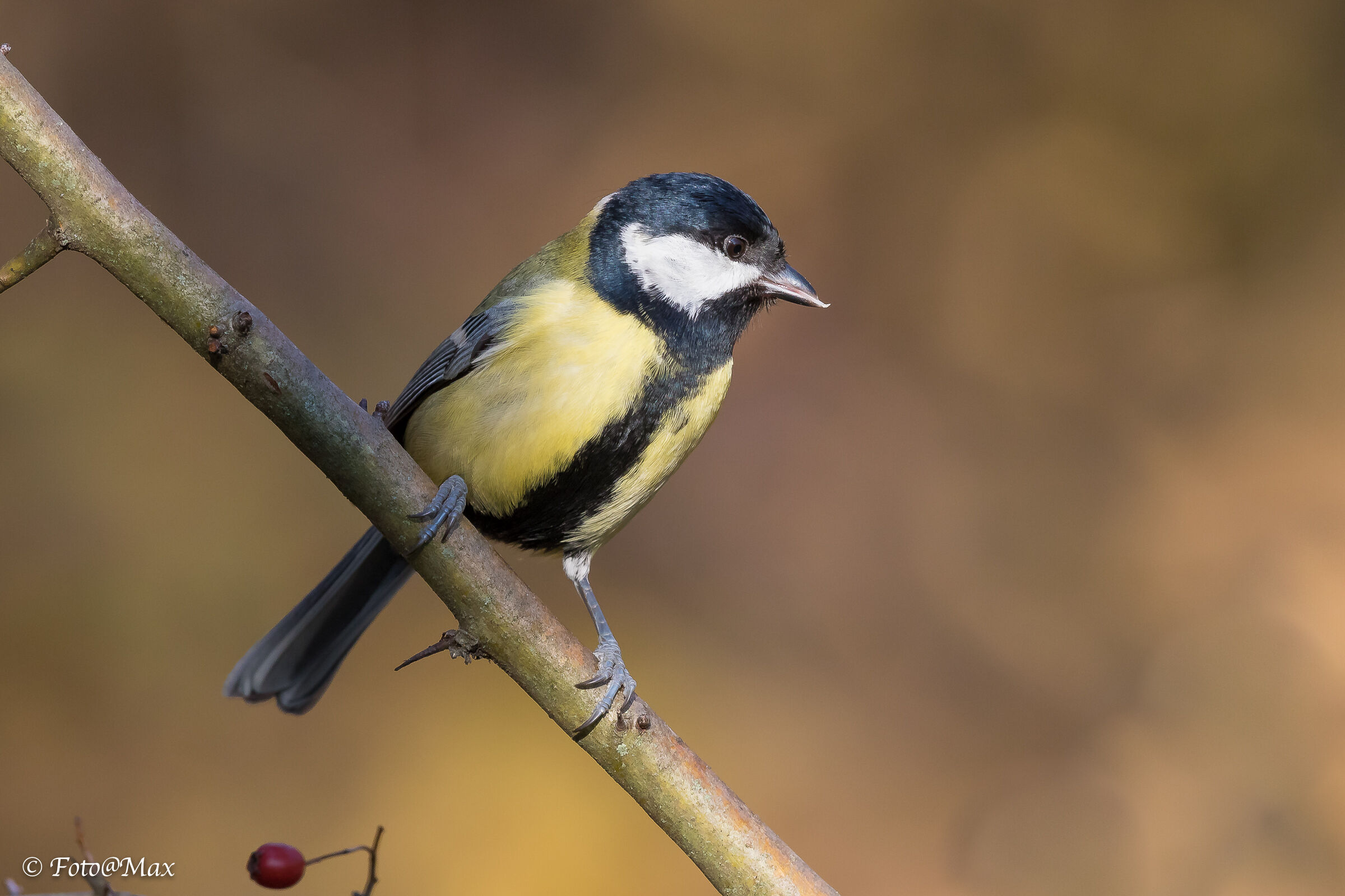 una simpatica cinciallegra