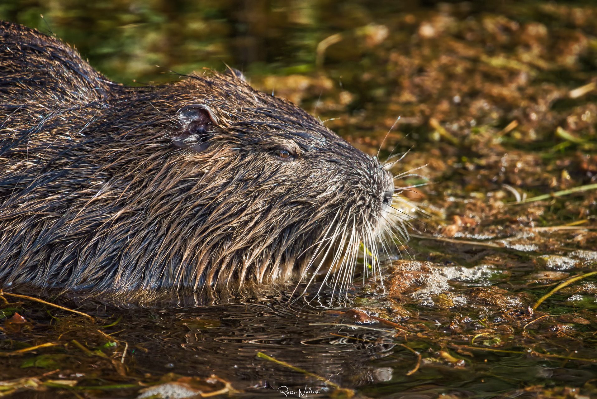 Myocastor Coypus-Nutria