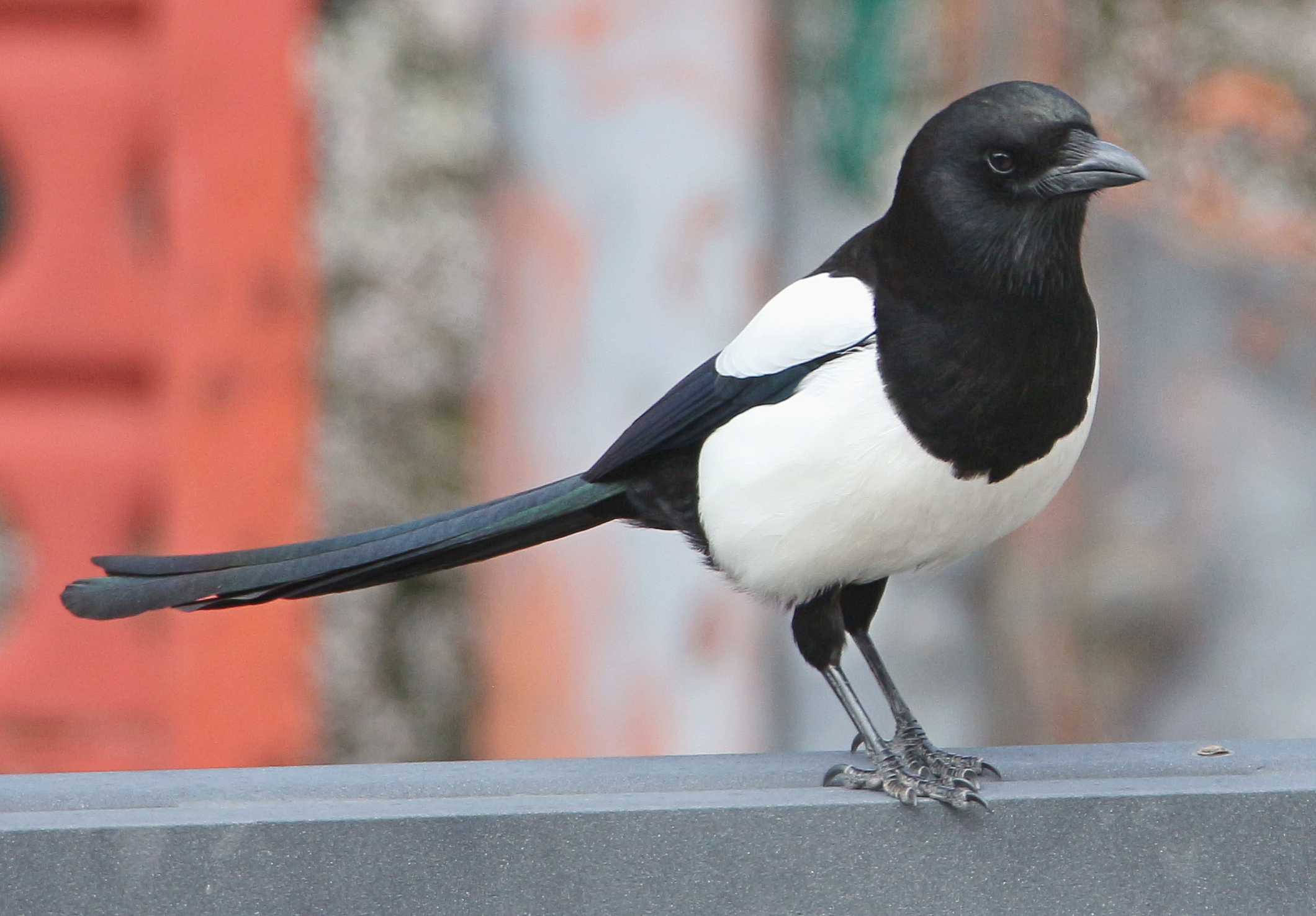 Magpie in the backyard