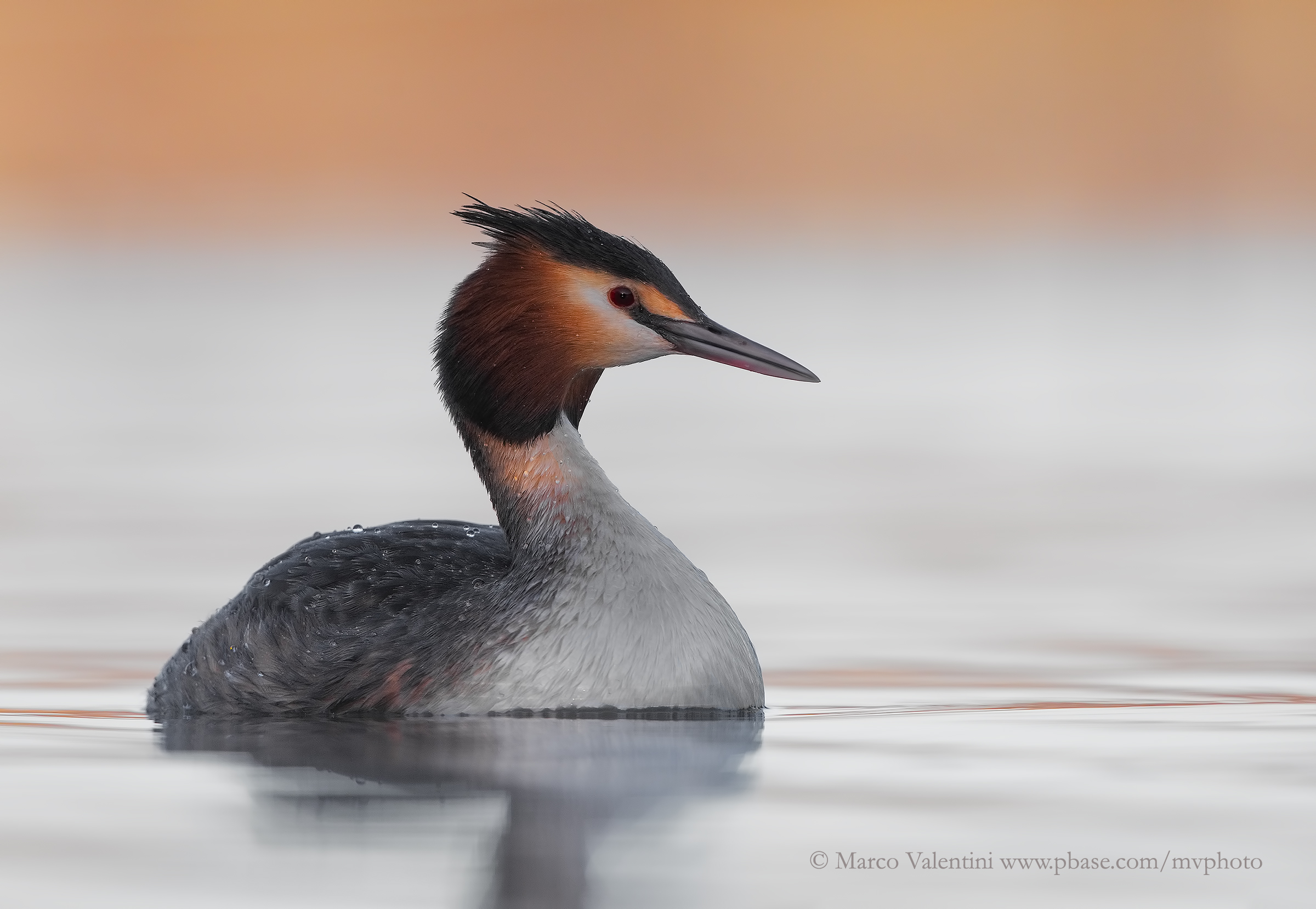 Grebe in Pink