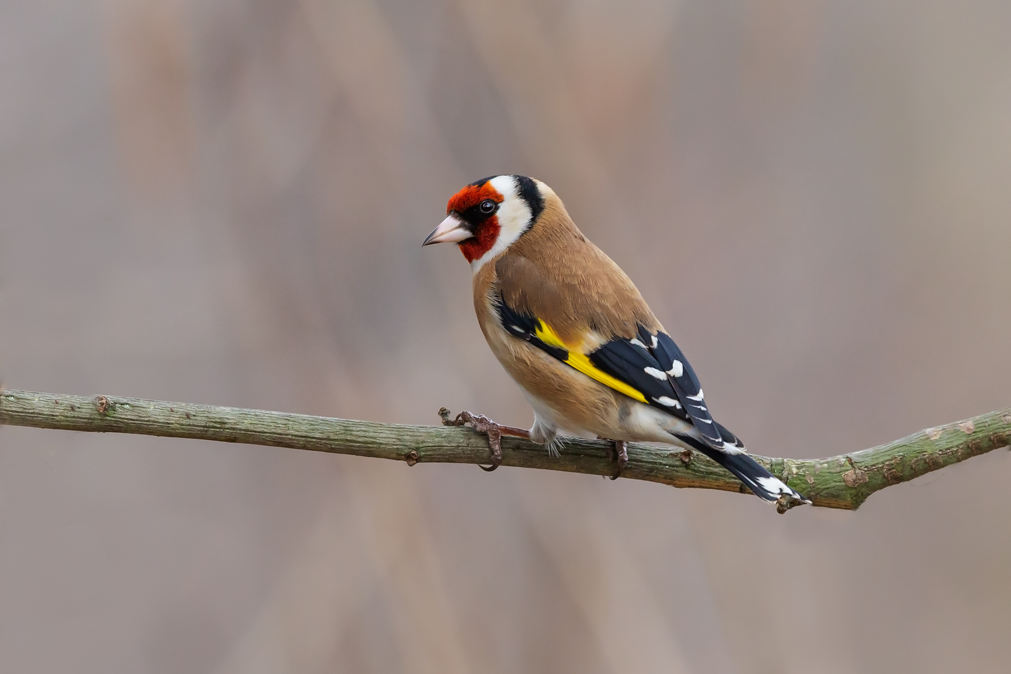 Goldfinch