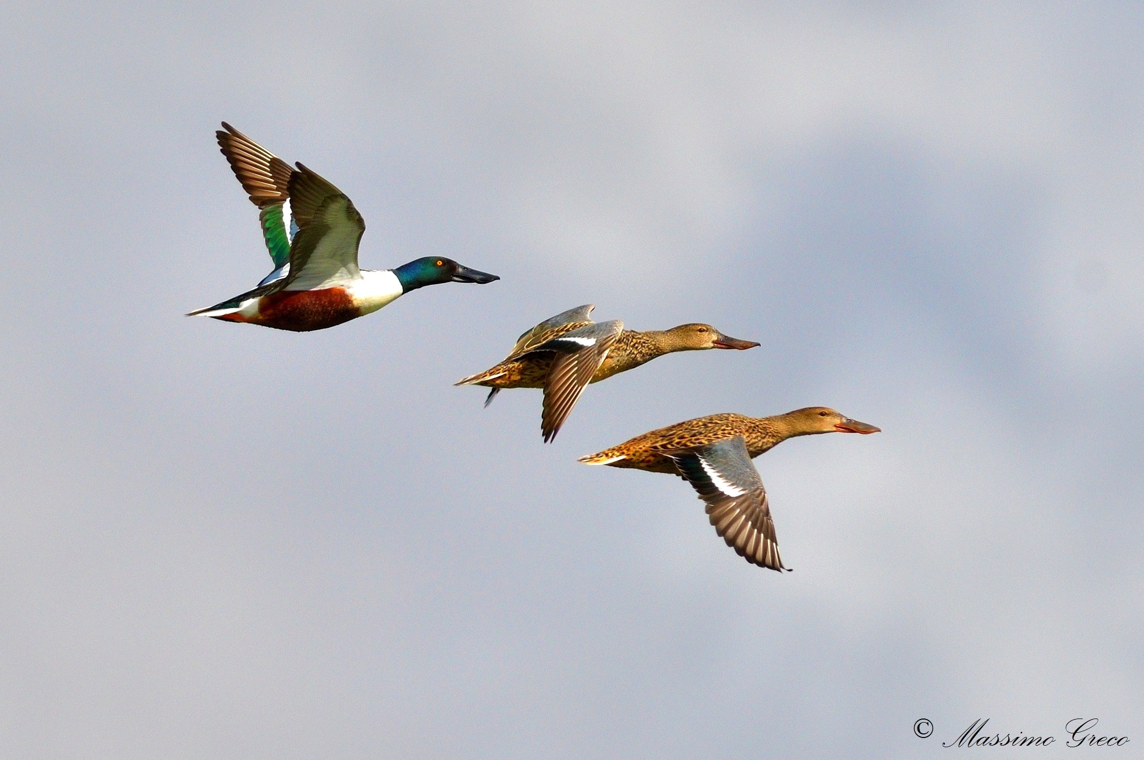 Mestoloni (Anas clypeata)
