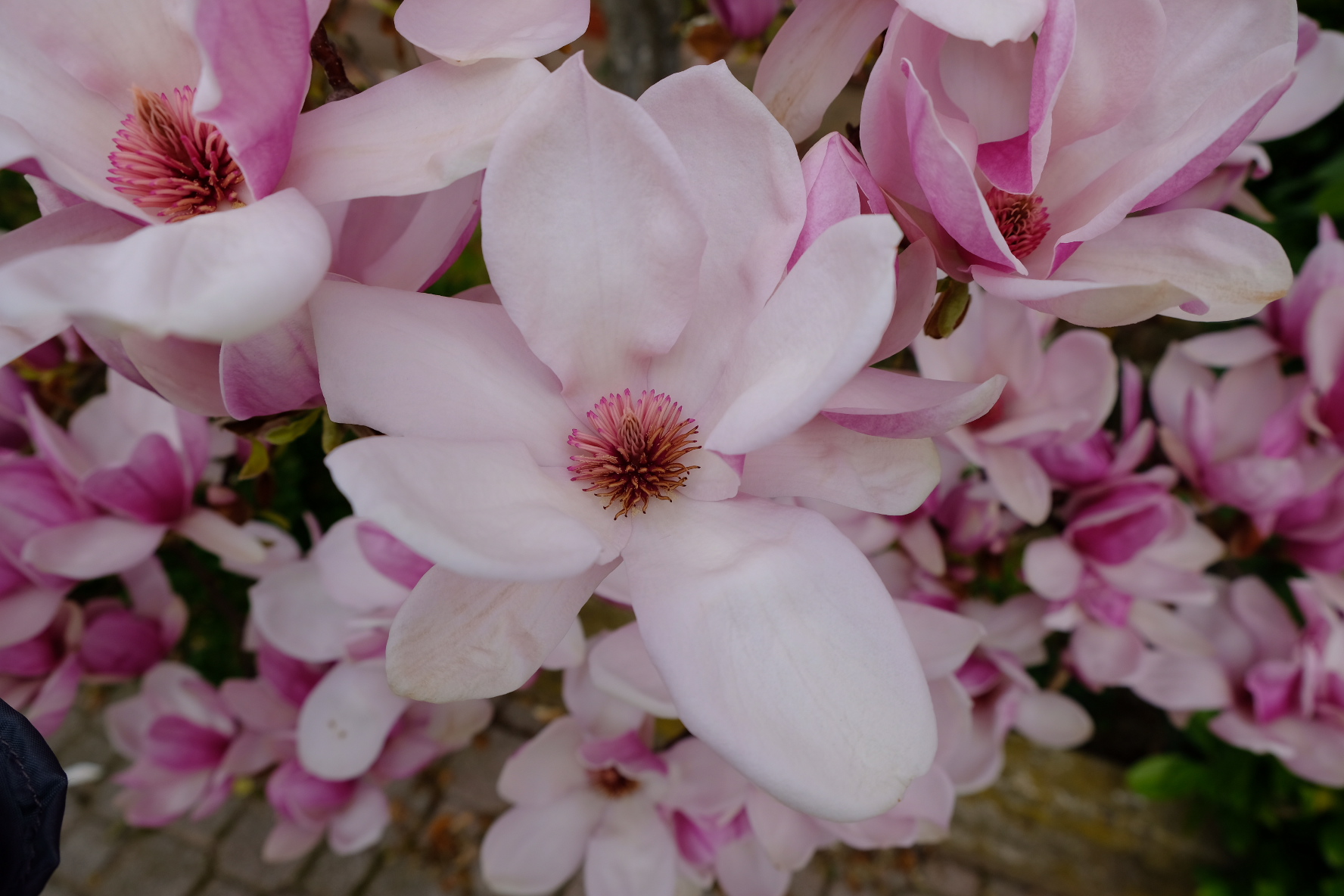 Magnolia Blossom