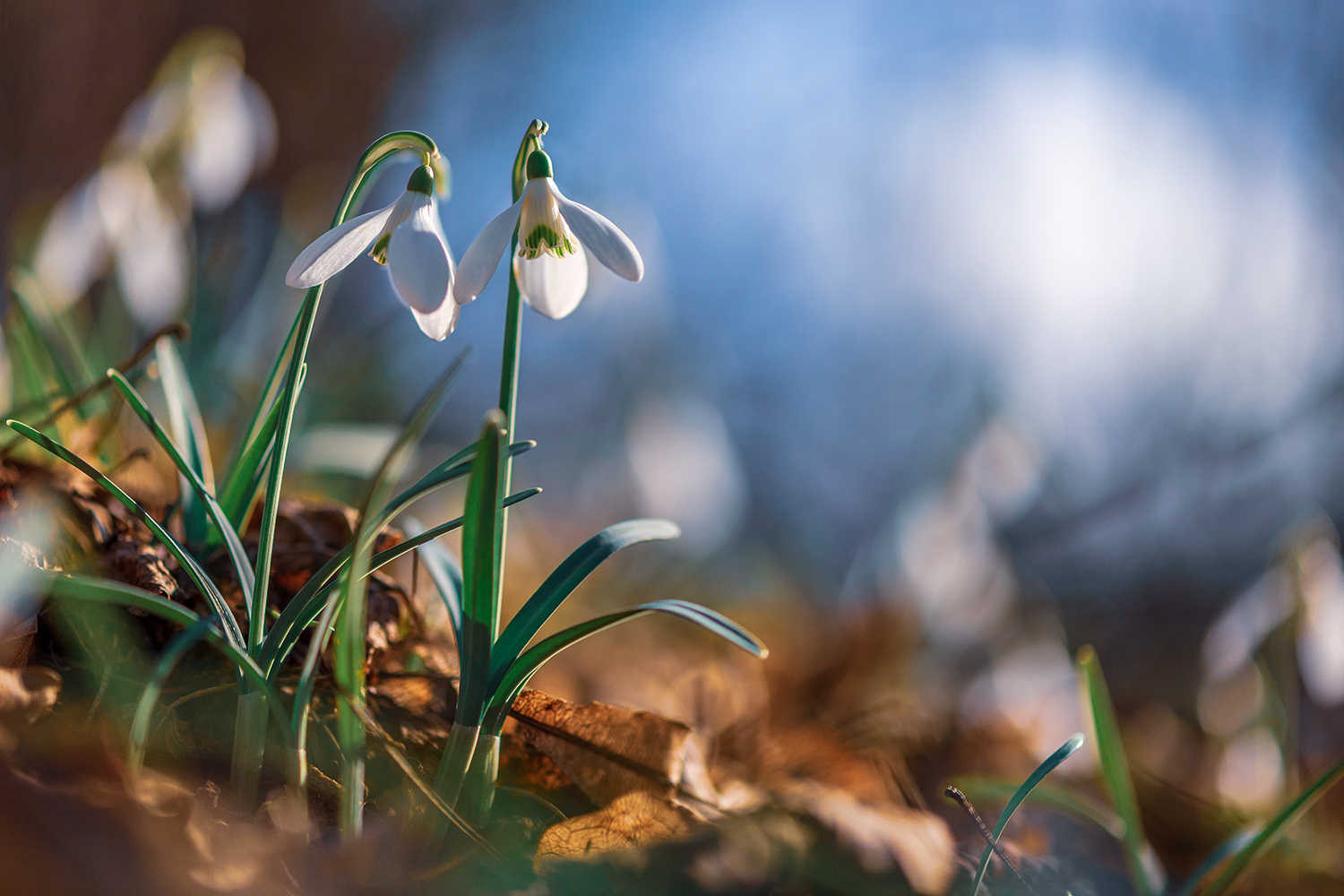 Snowdrops 2