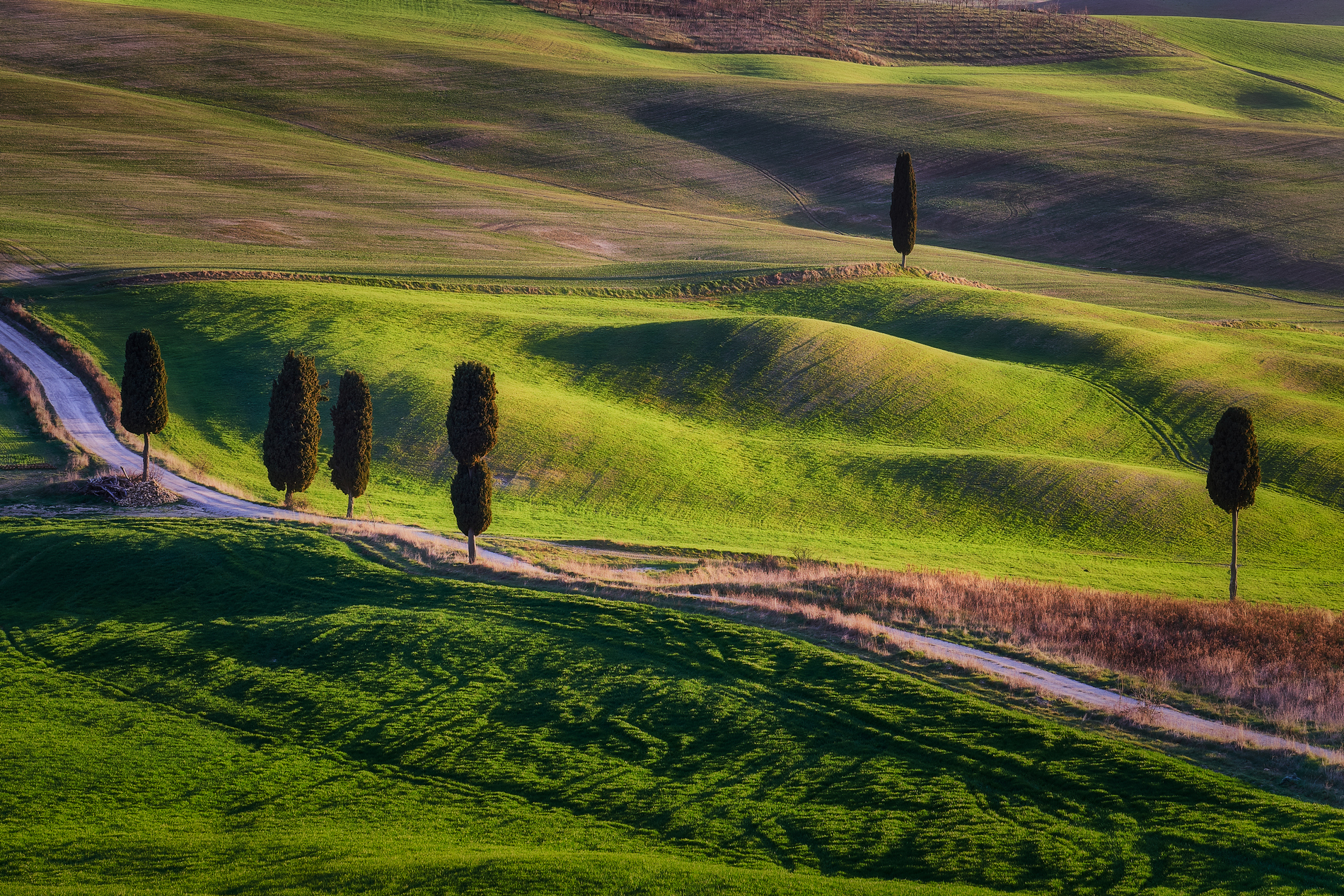 The Cypress Trees of Terrapile