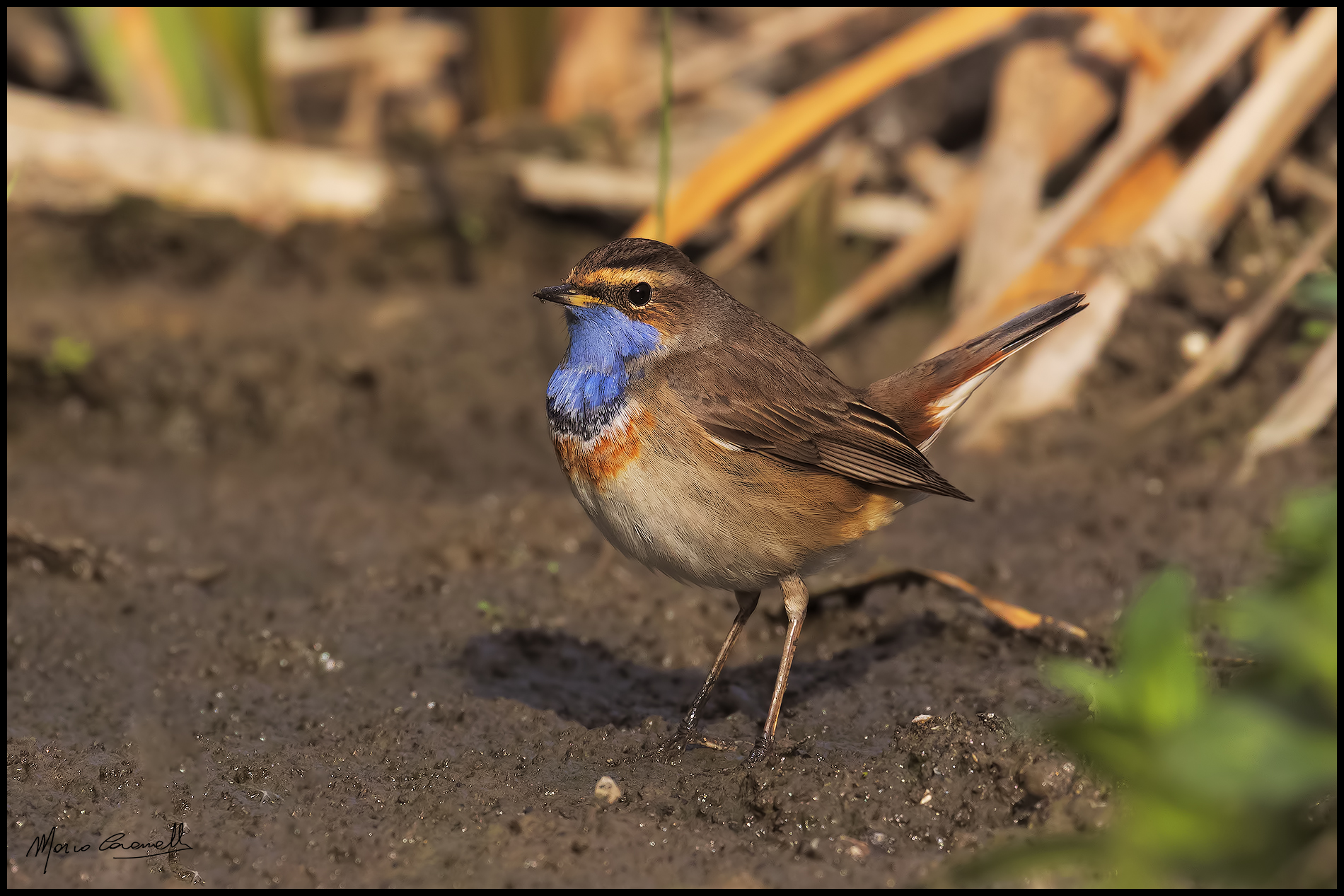 Bluethroat