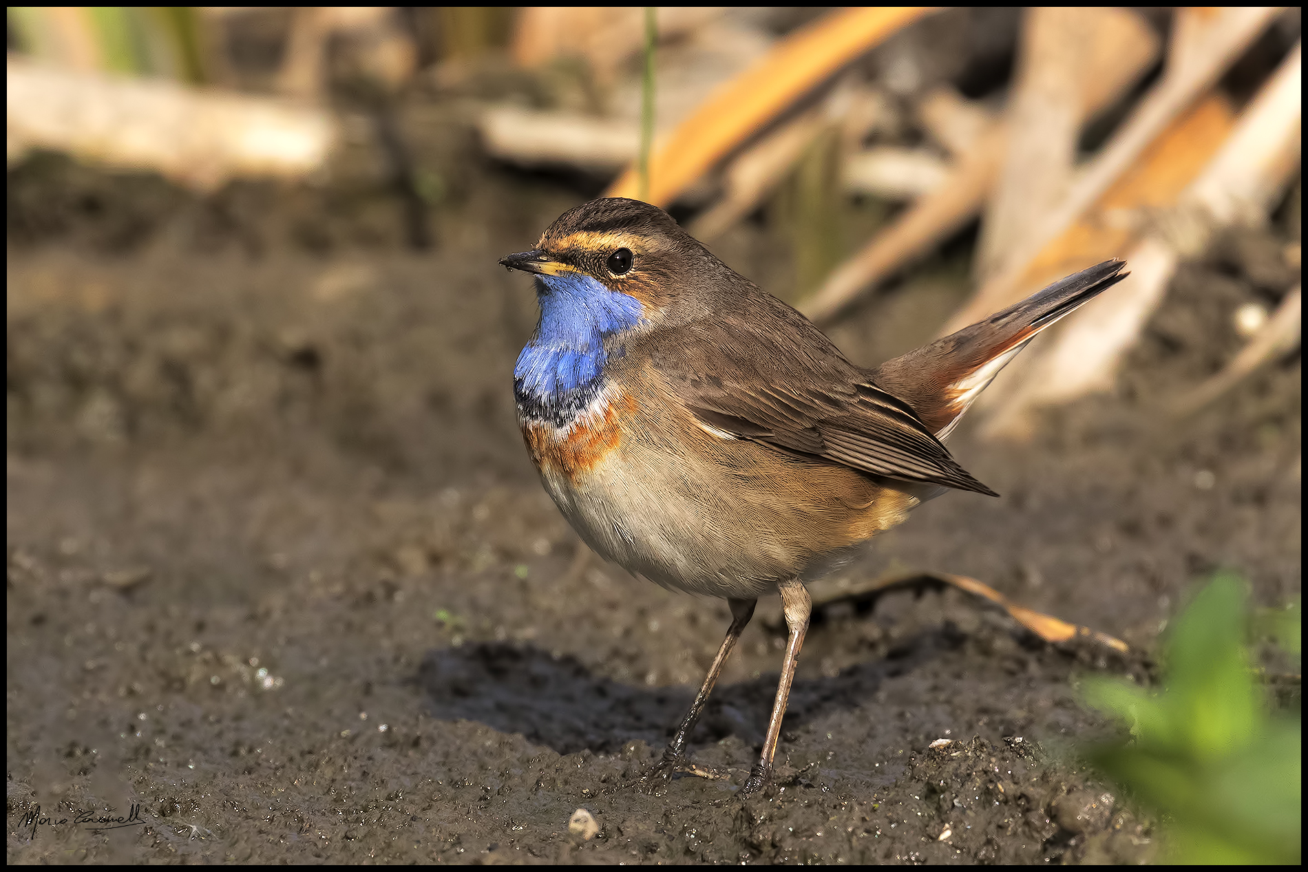 Bluethroat