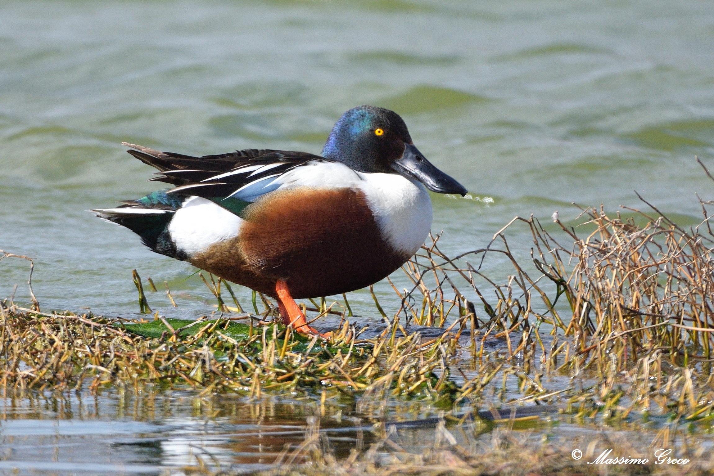 Mestolone (Anas clypeata)