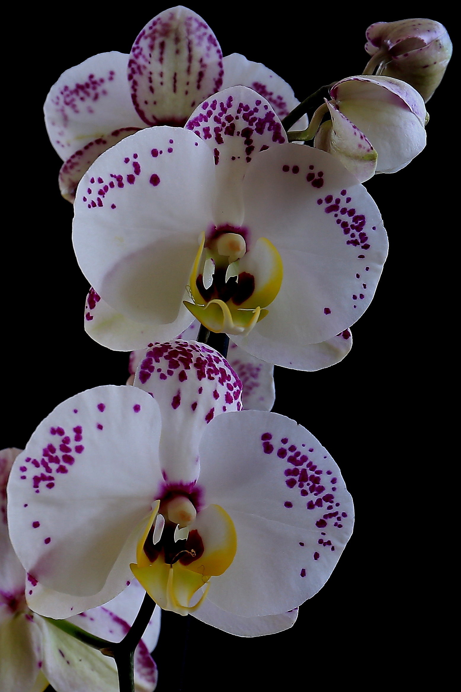 Orchidea