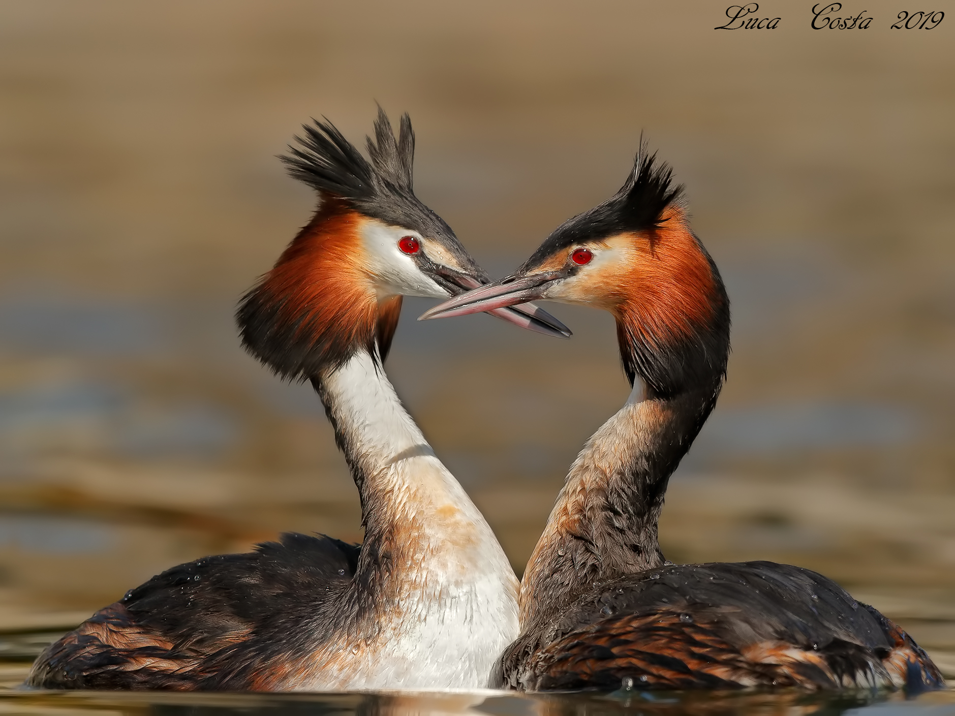 Svassi in LOVE...........