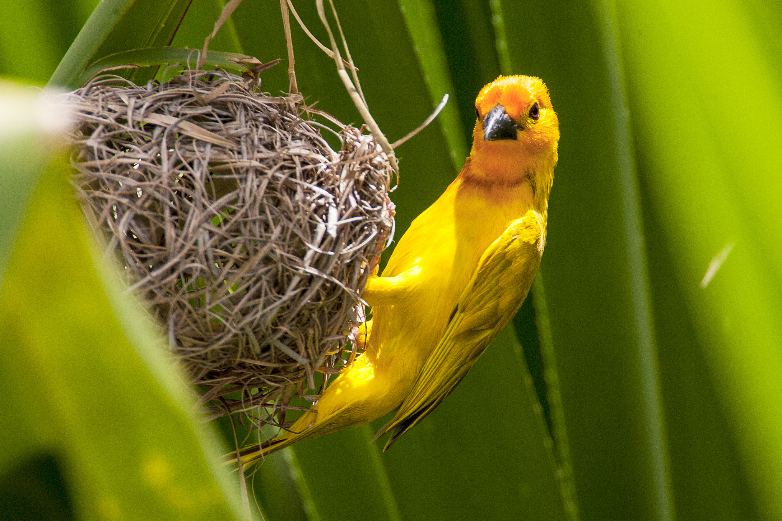 Golden Palm weaver (tessitore delle palme)