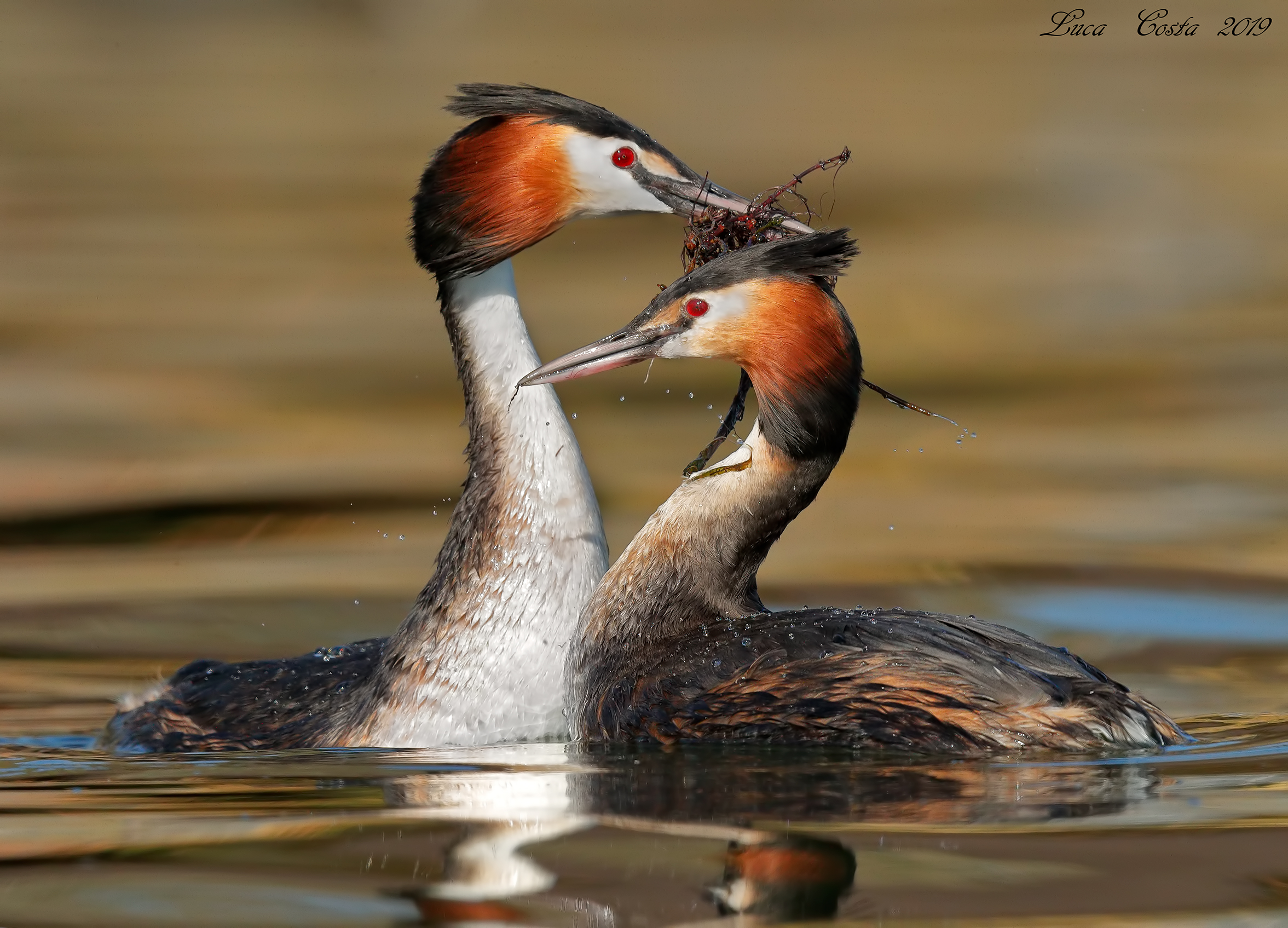 IL dono...............