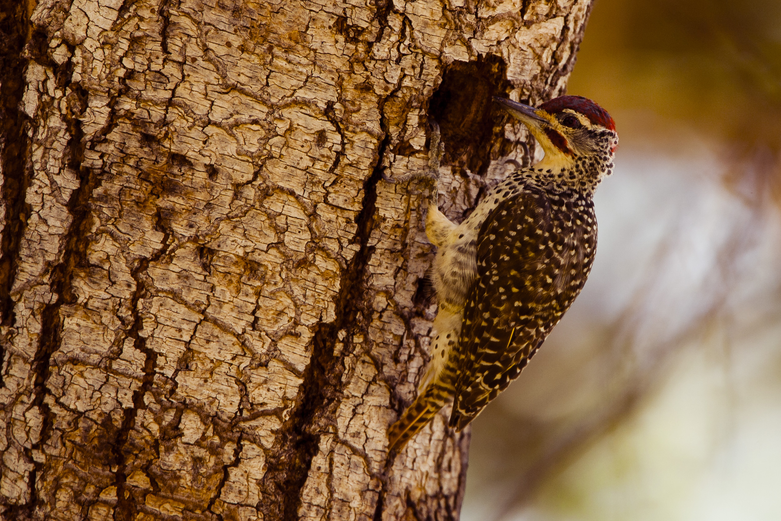 Nubian woodpecker
