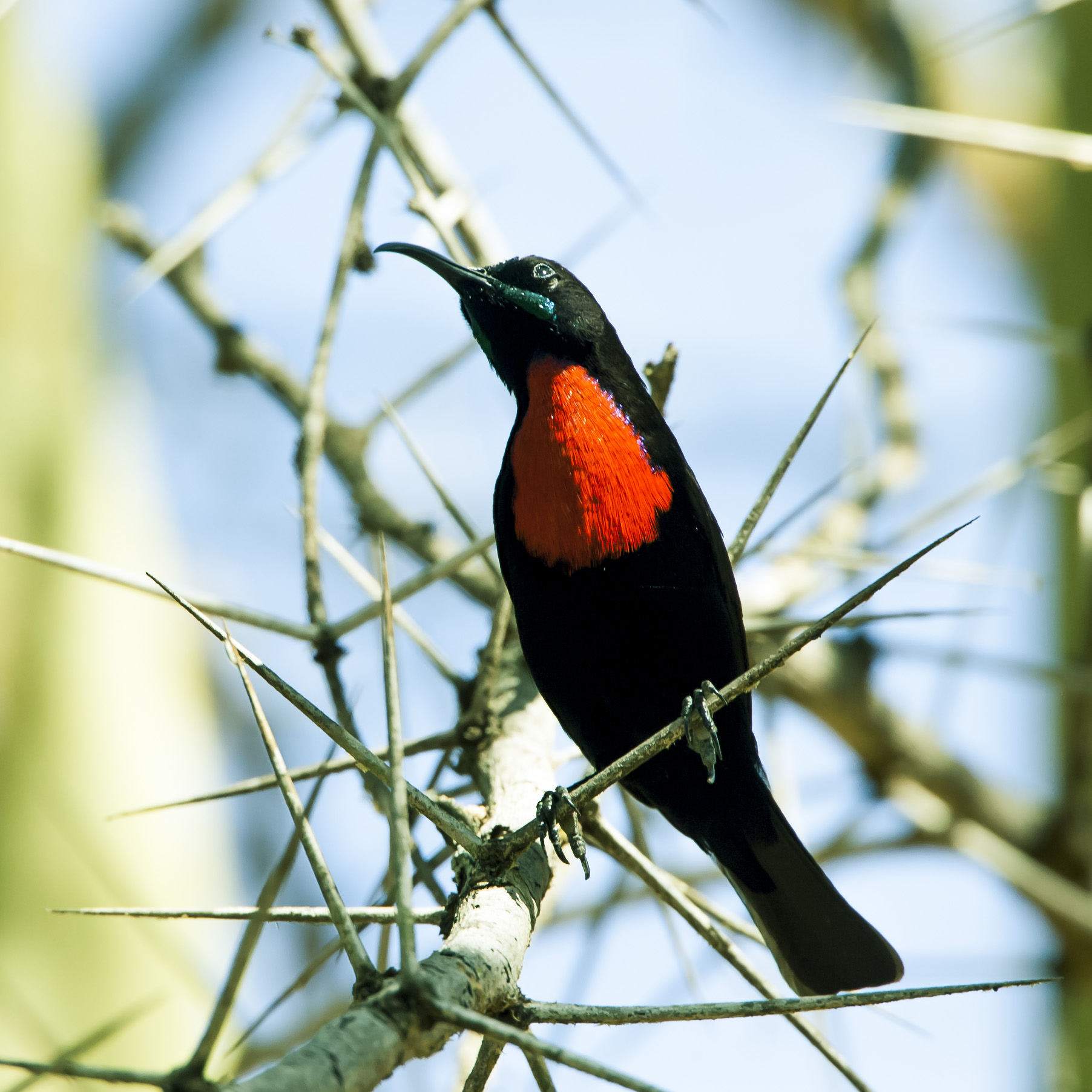 Hunter's sunbird