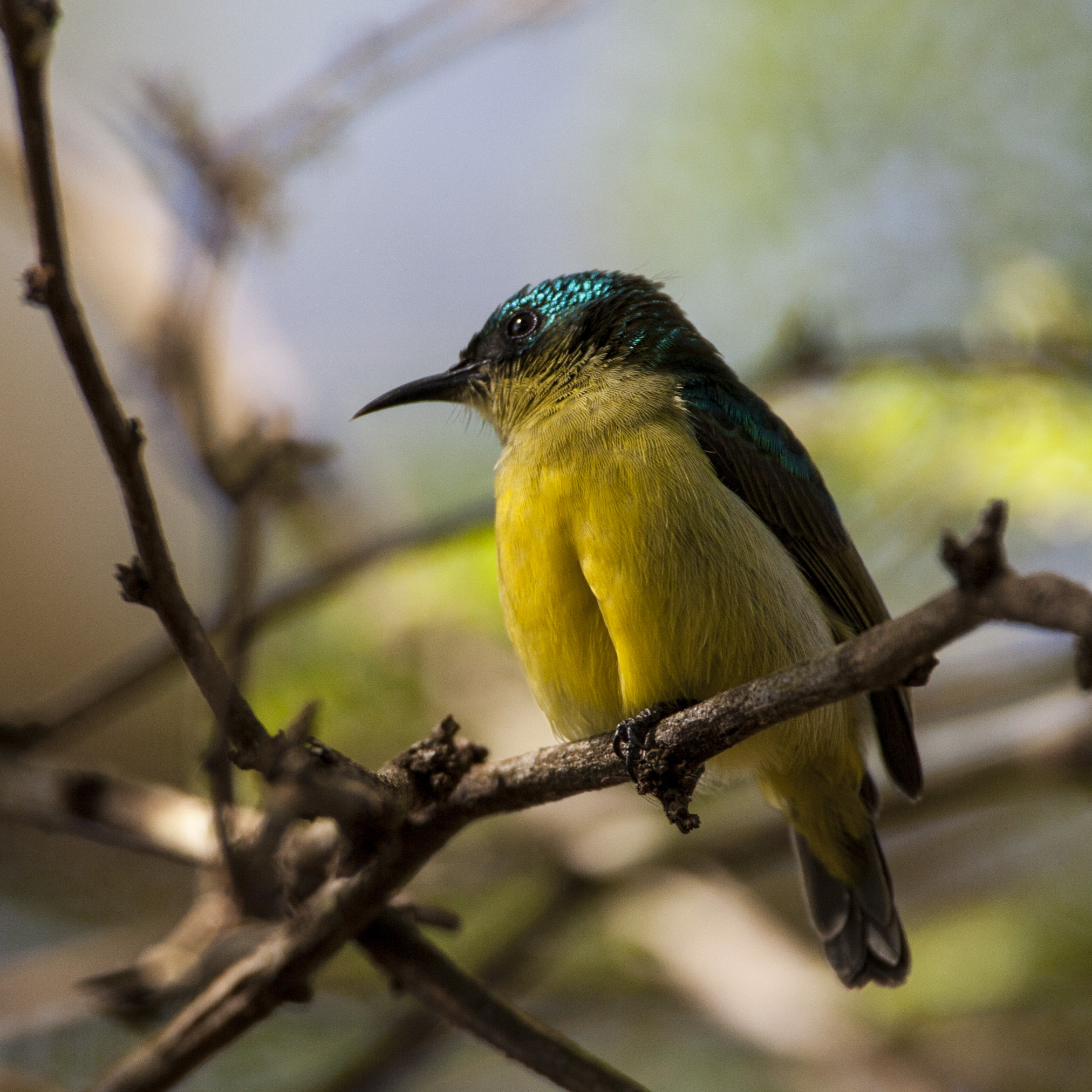 Golden-wingwd sunbird