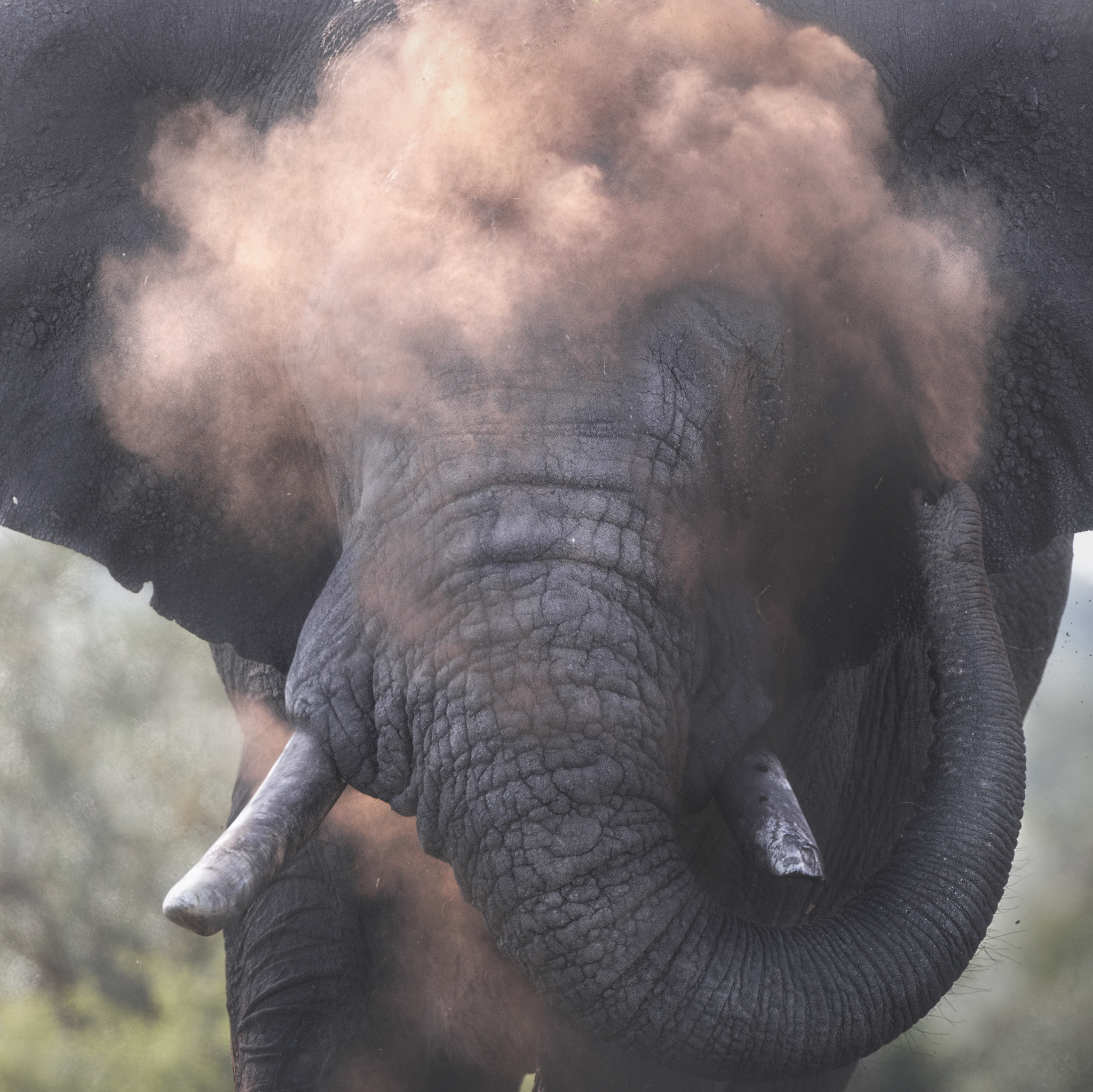 "The bull in the sand"