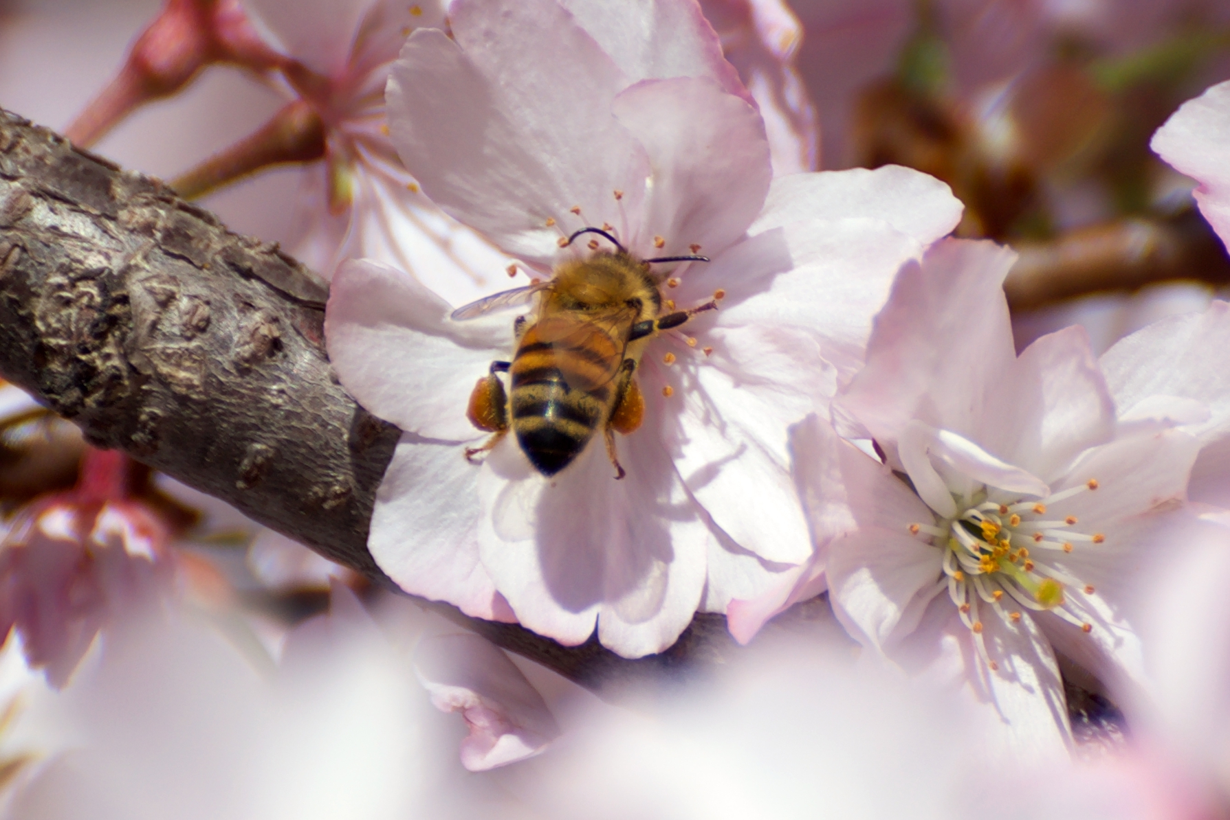 Primavera 2019, facciamo il pieno...