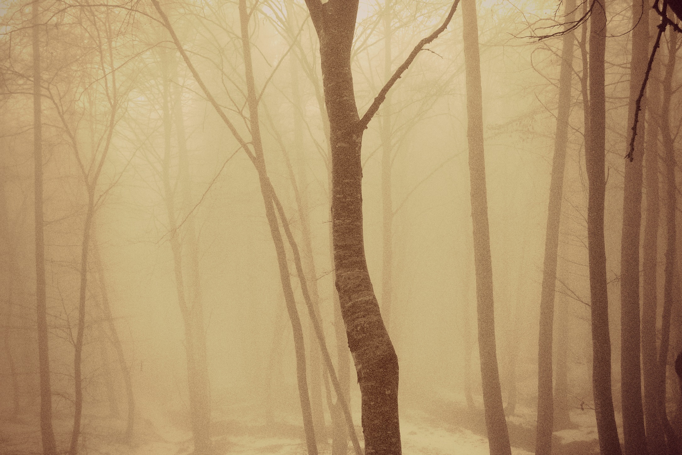 Dance in the Light