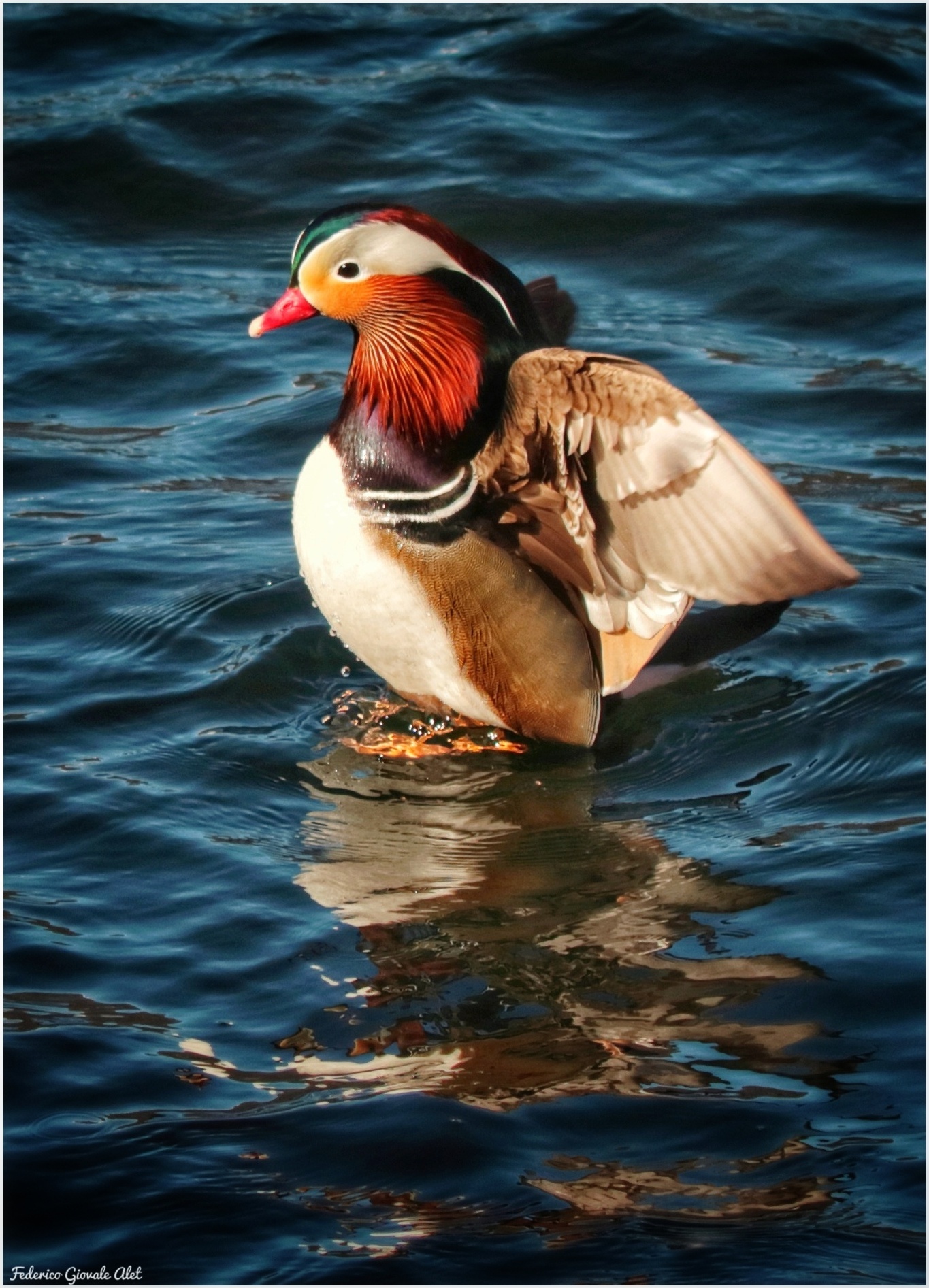 Mandarin Duck