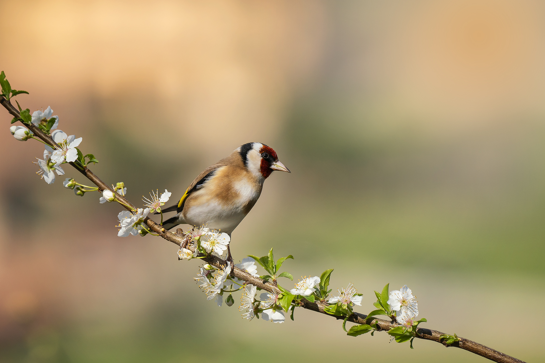 Cardellino primaverile