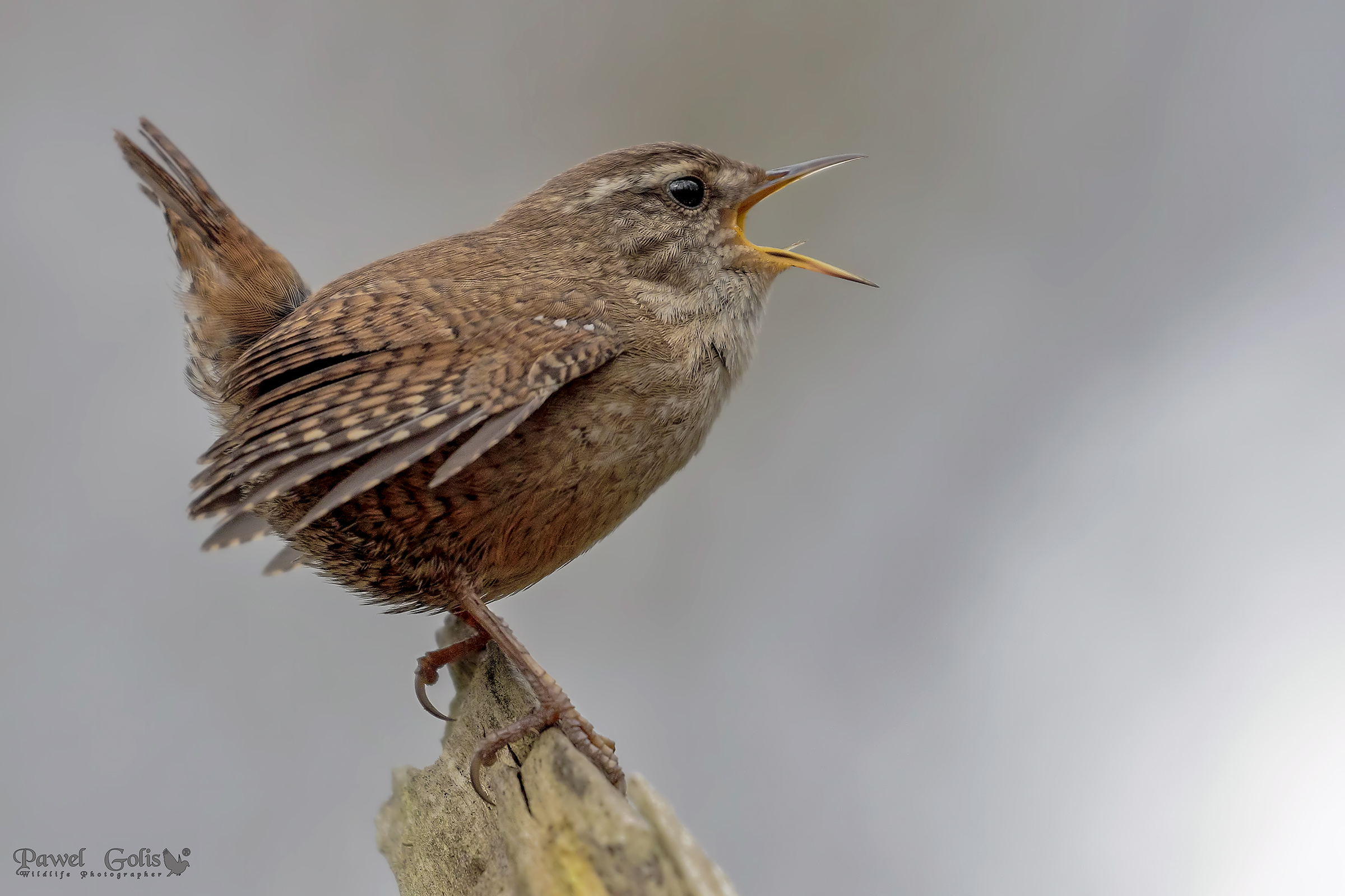 Eurasian Wren ( Troglodytes troglodytes)