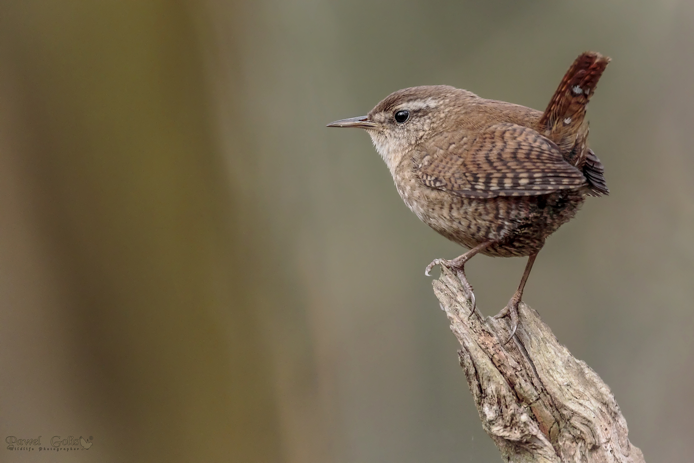 Wren (Troglodytes troglodytes) di Eurasian