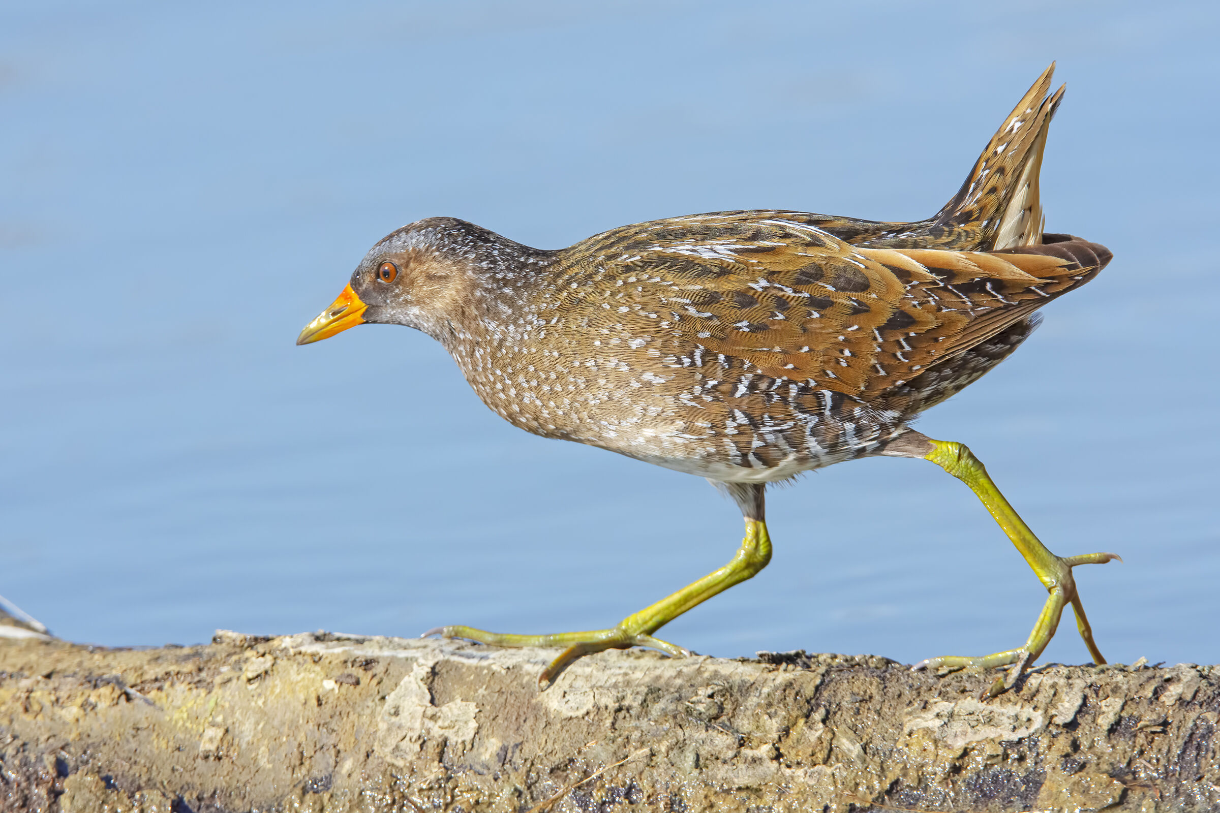 Voltolino on the catwalk