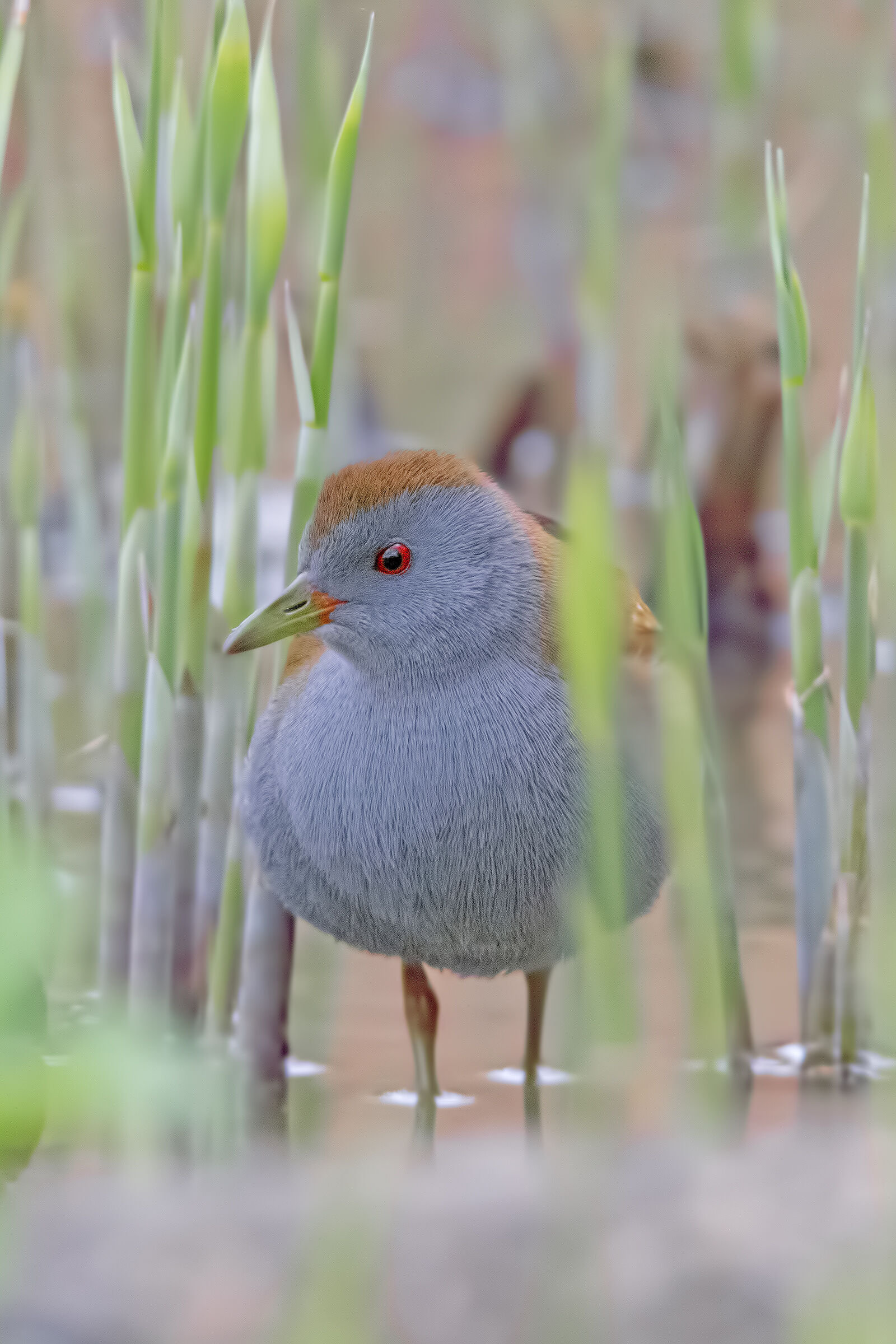 Male Crake