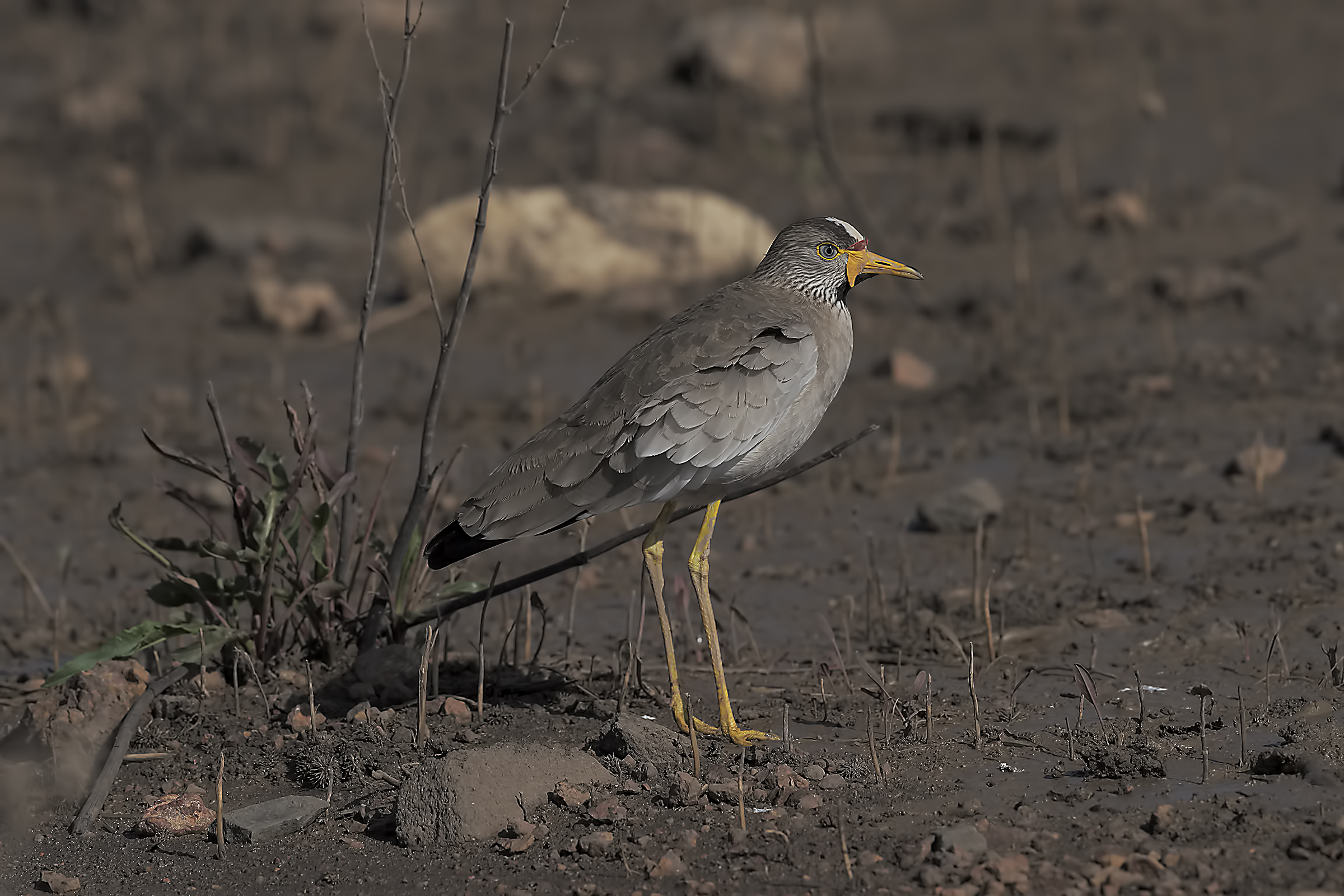 African Wattle Lapwing