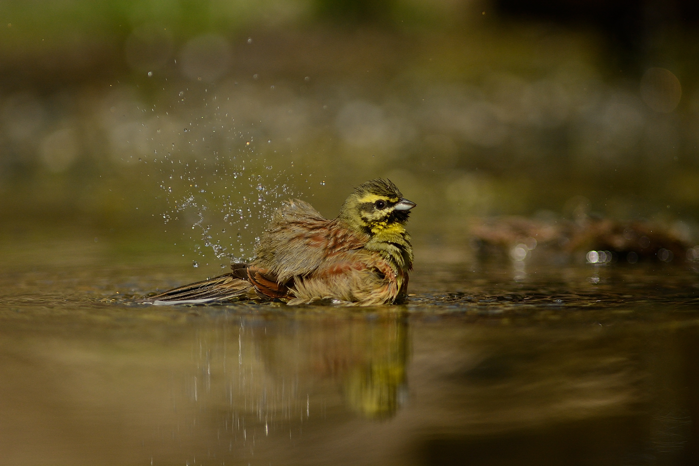 Black Yellowhammer..