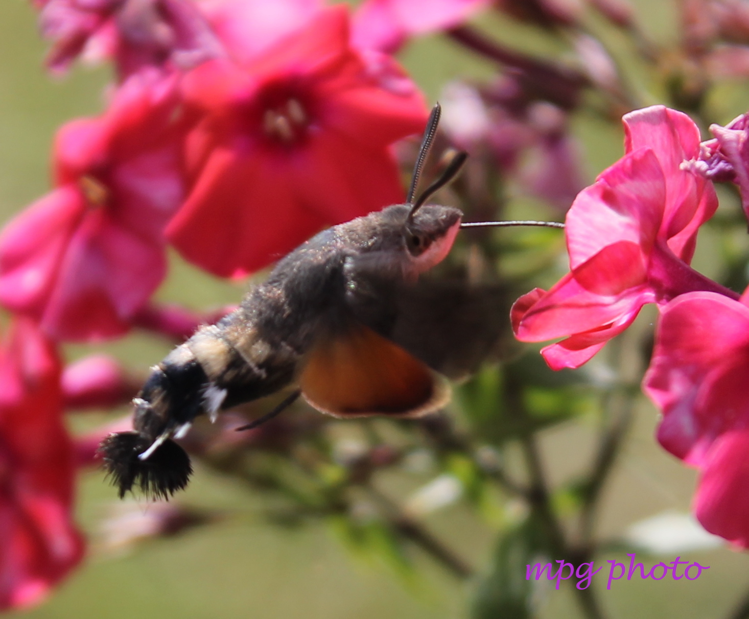 Macroglossa stellatarum