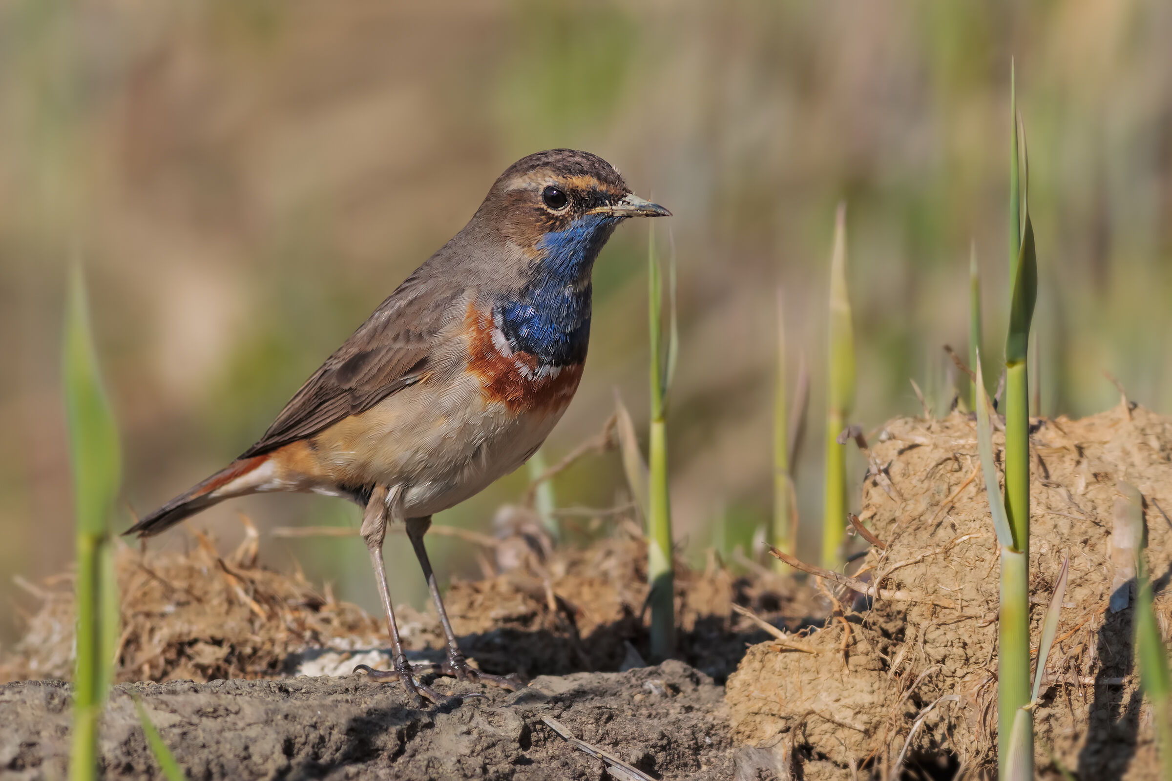 The Bluethroat and the spring