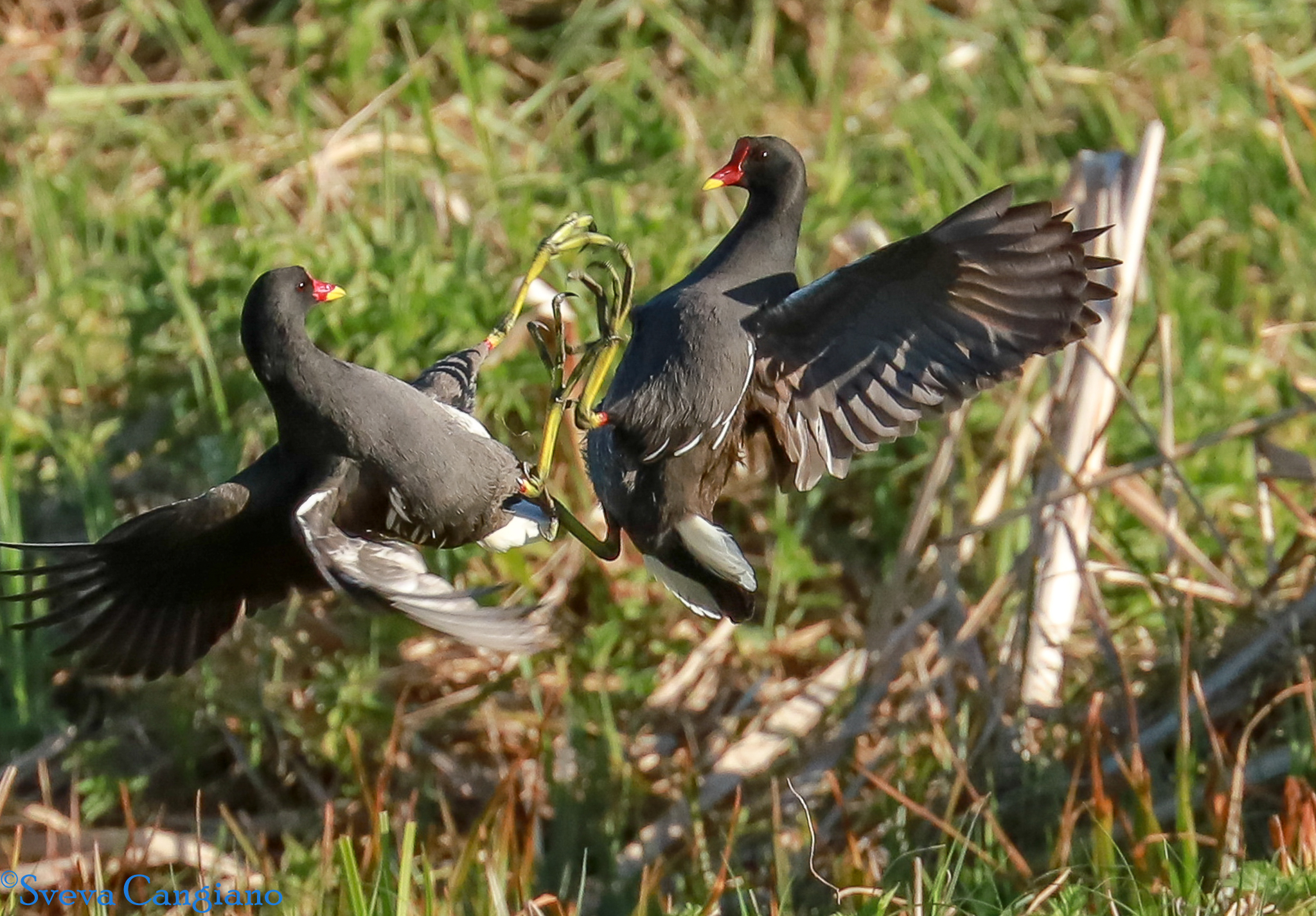 Guerra tra gallinelle d'acqua